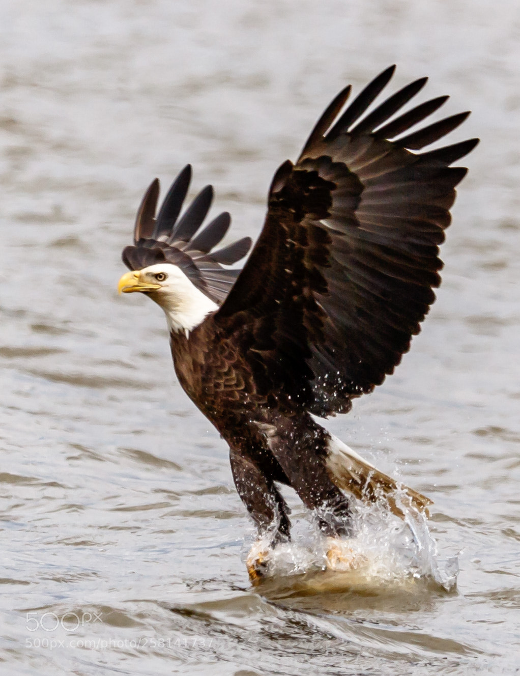 Canon EOS 7D Mark II sample photo. Eagle grabbing a fish photography
