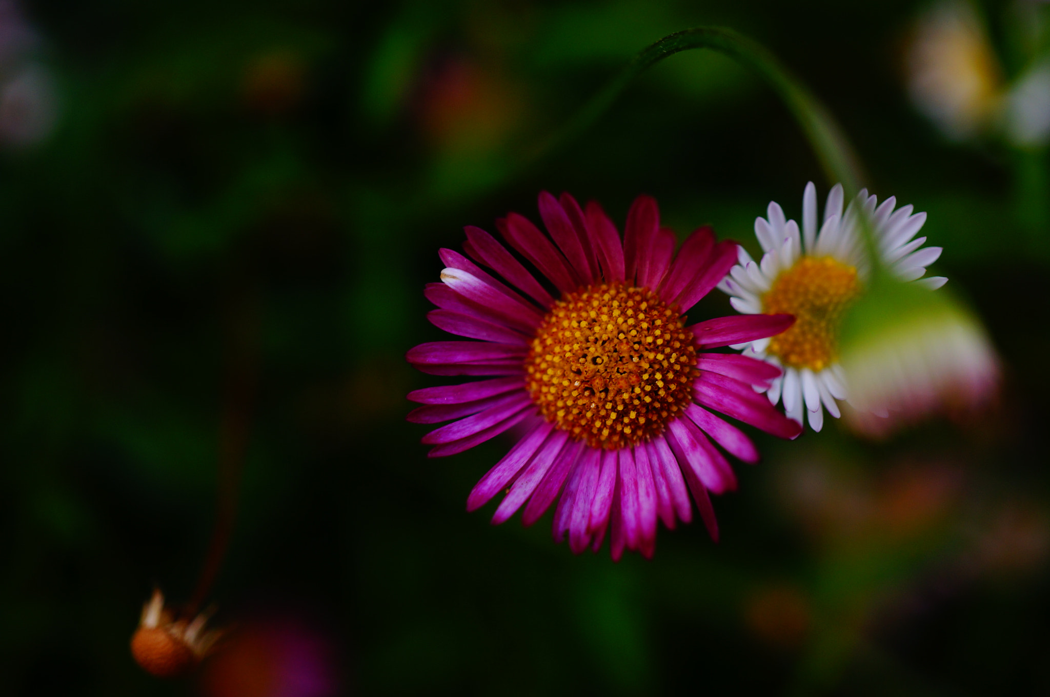 Sony Alpha NEX-5T sample photo. Just before dusk photography