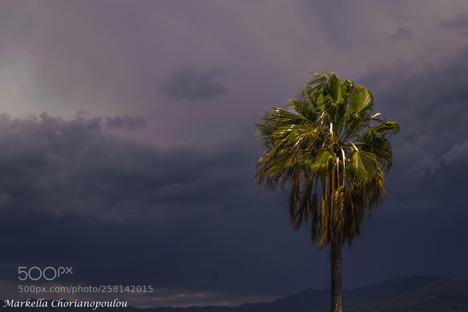 Nikon D3300 sample photo. Palm tree photography