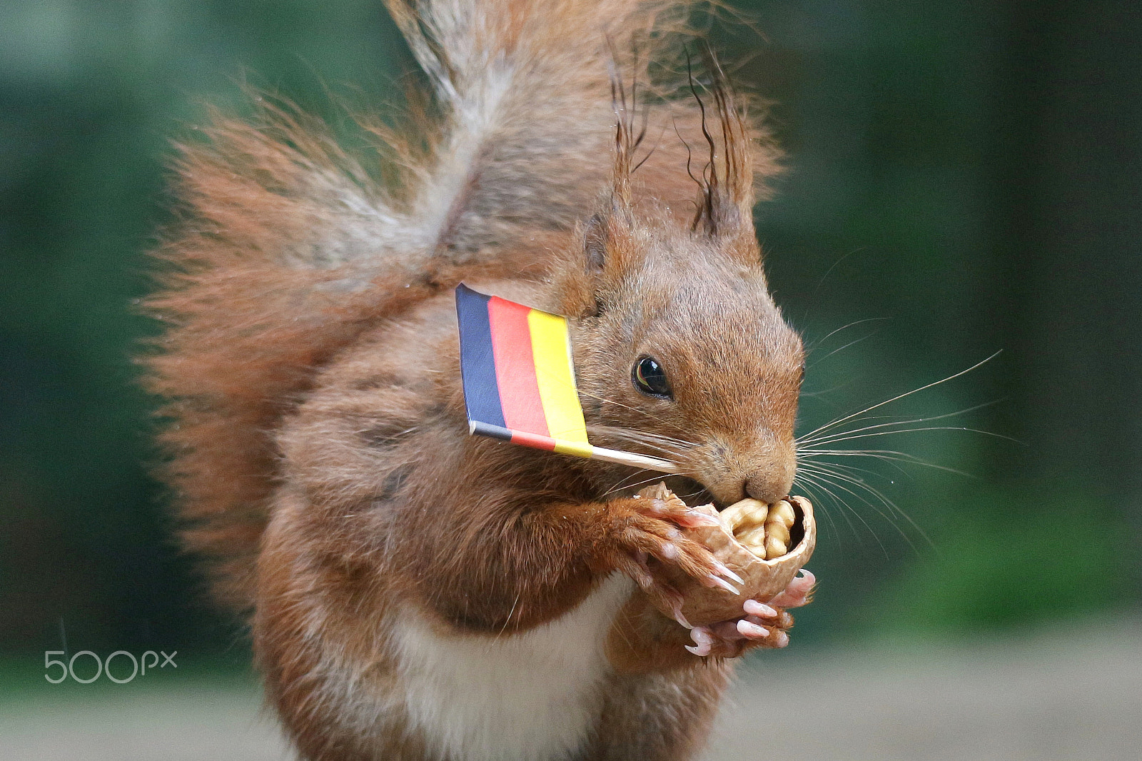 Canon EOS M10 sample photo. World cup is coming- squirrel carries german flag photography