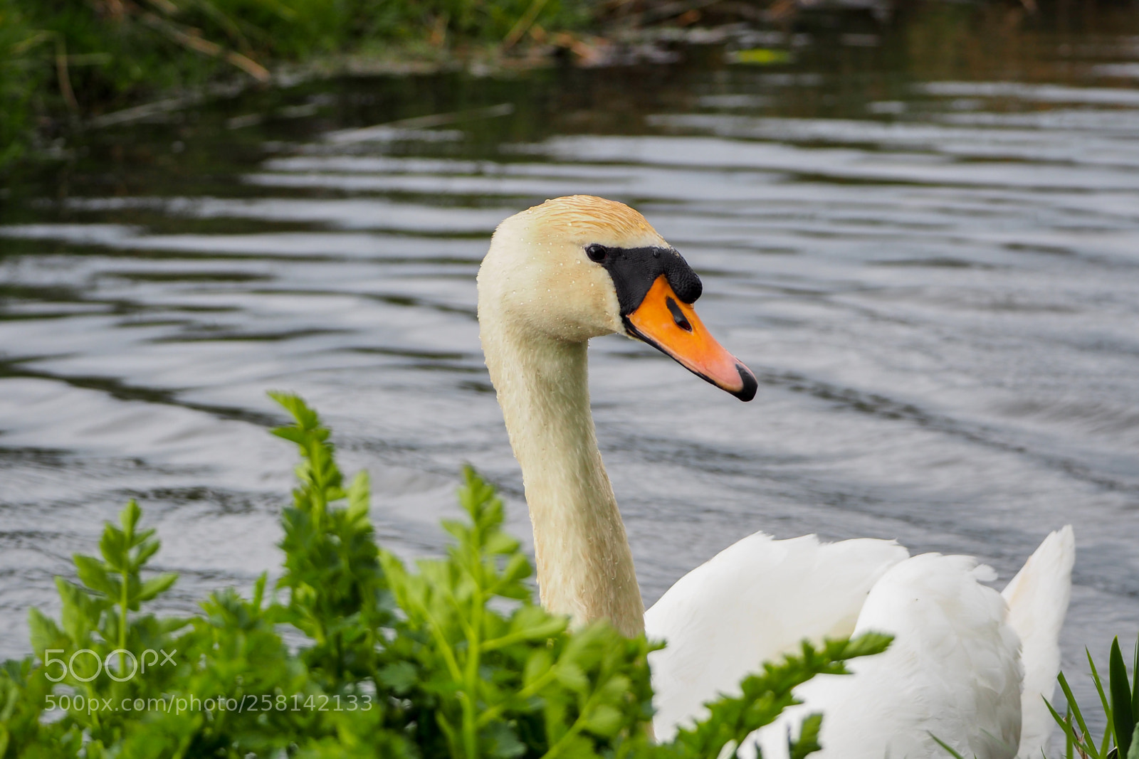 Olympus OM-D E-M10 II sample photo. Shy mute swan photography