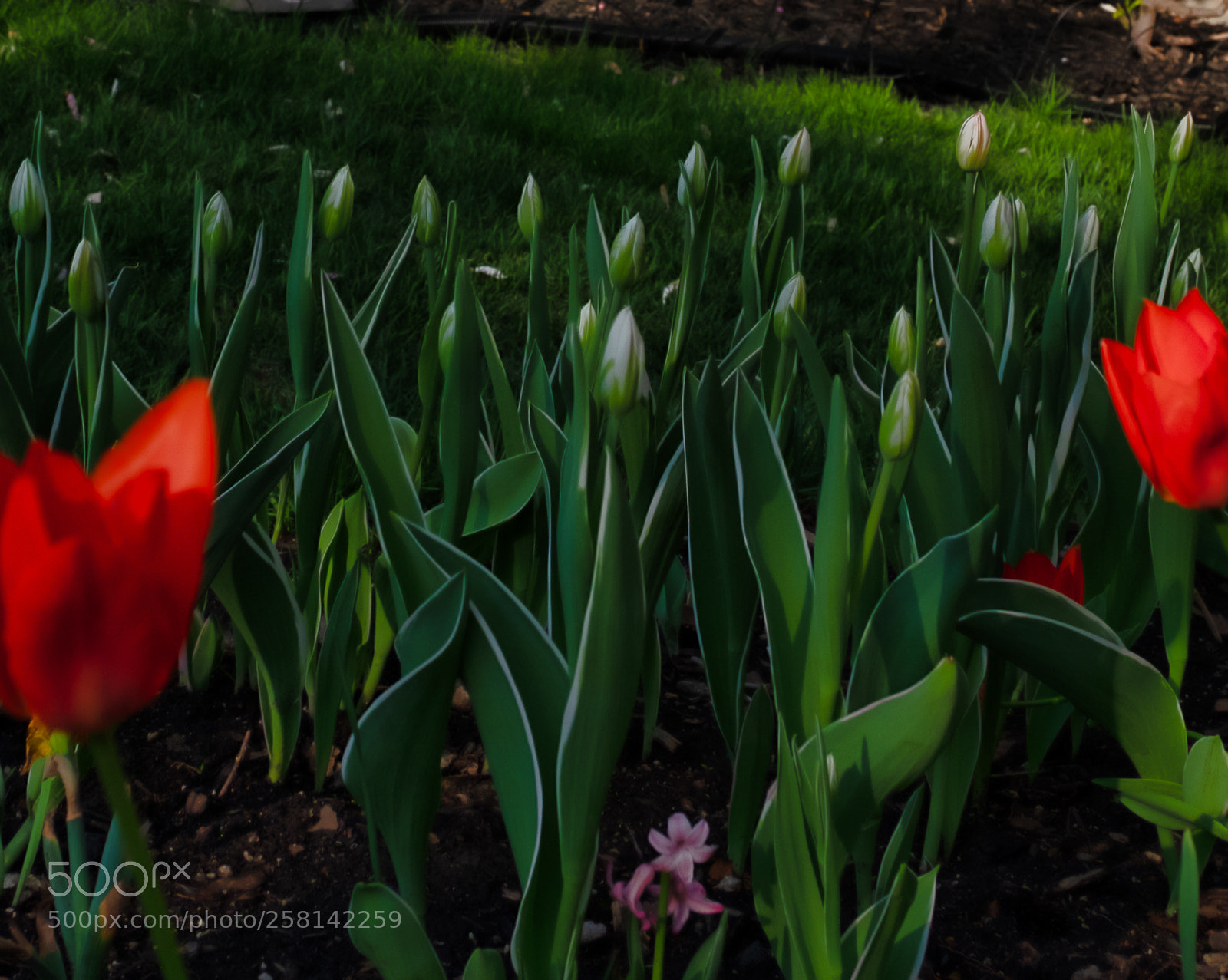 Fujifilm X-T2 sample photo. Tulips in the front photography