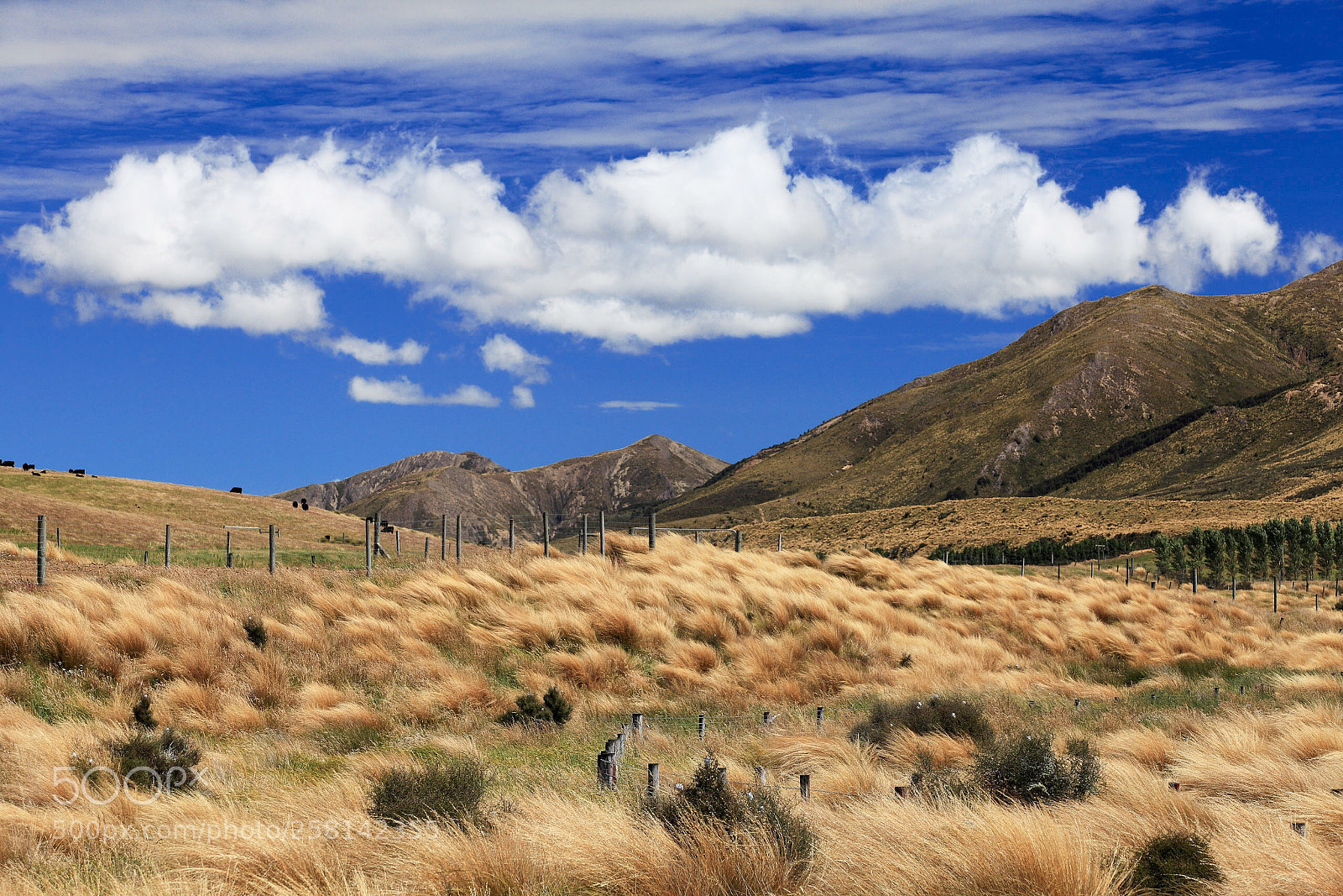 Canon EOS 5D Mark II sample photo. Gold earth photography