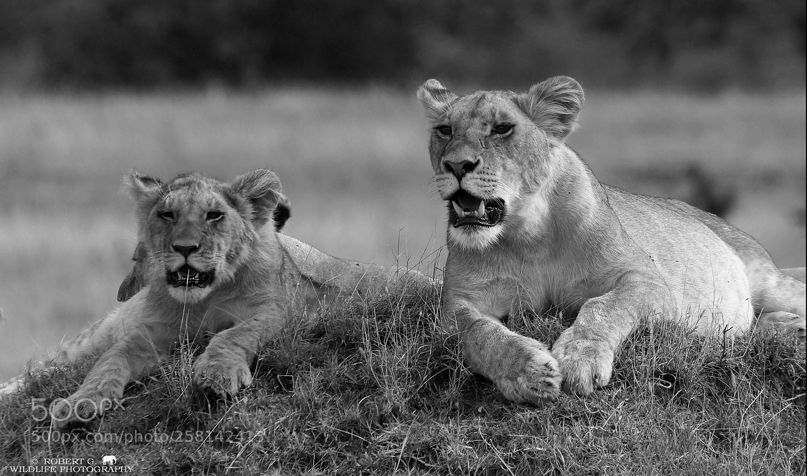 Sony SLT-A77 sample photo. Lion s b w photography