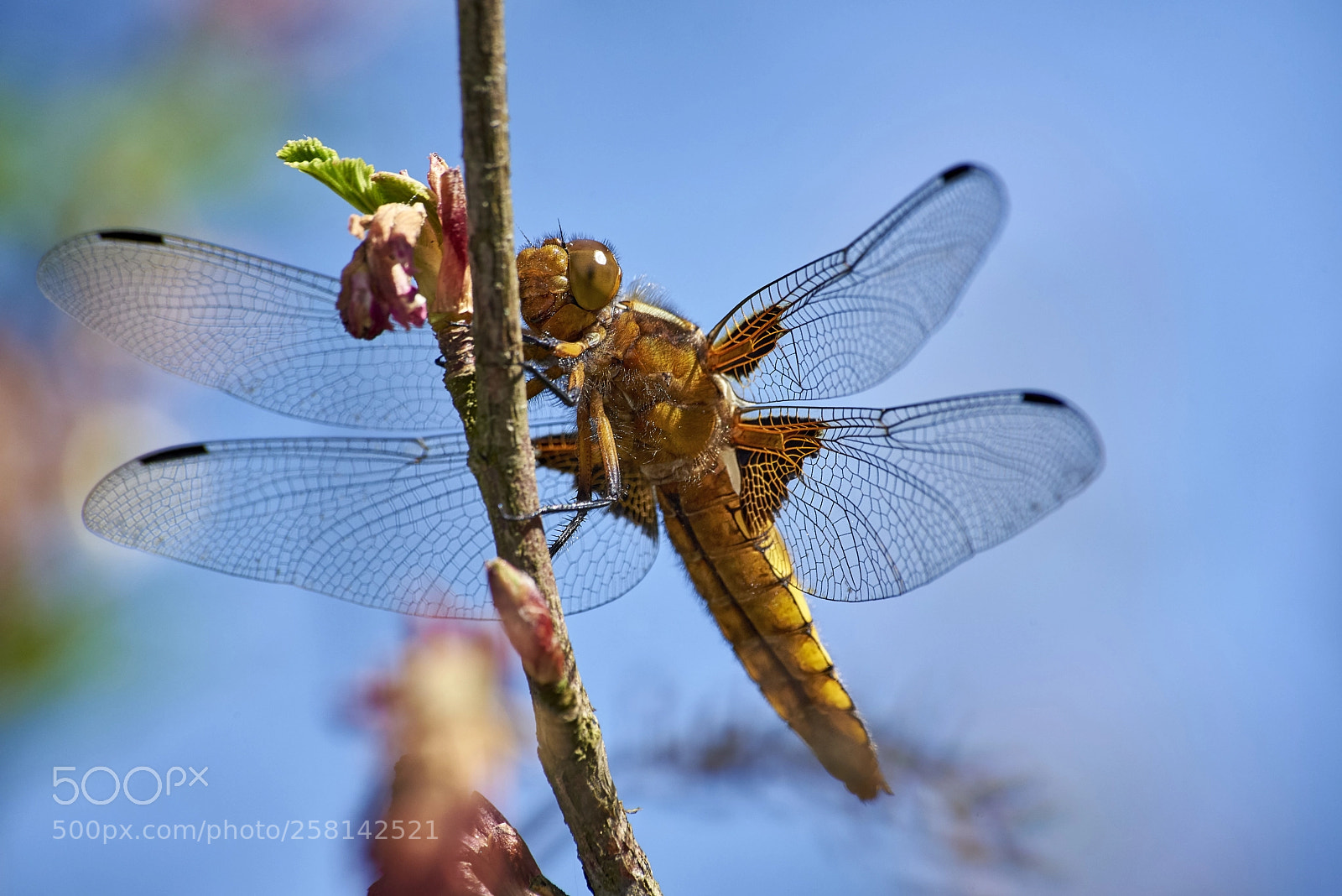 Nikon D750 sample photo. Dragonfly photography