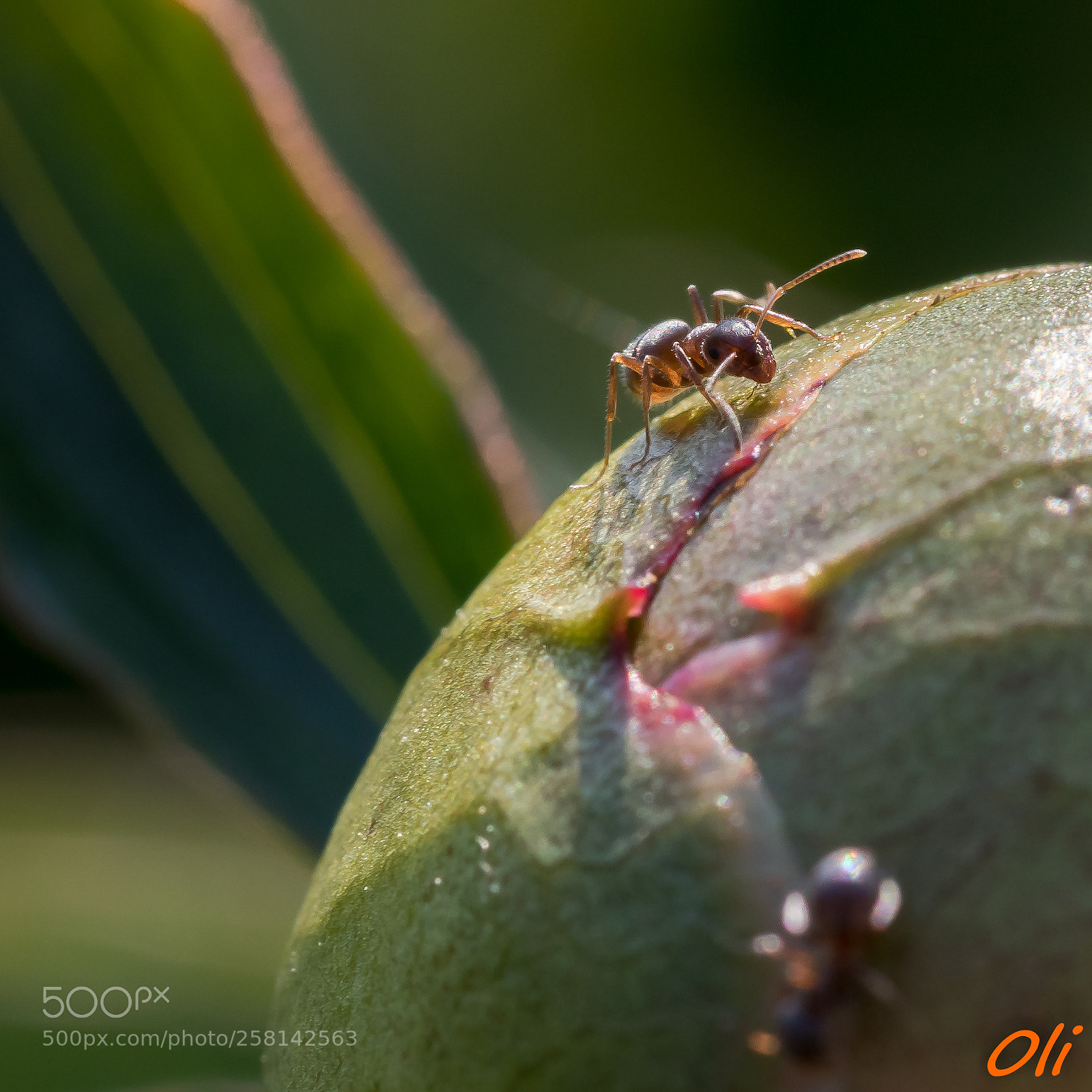 Canon EOS 80D sample photo. Macro photography