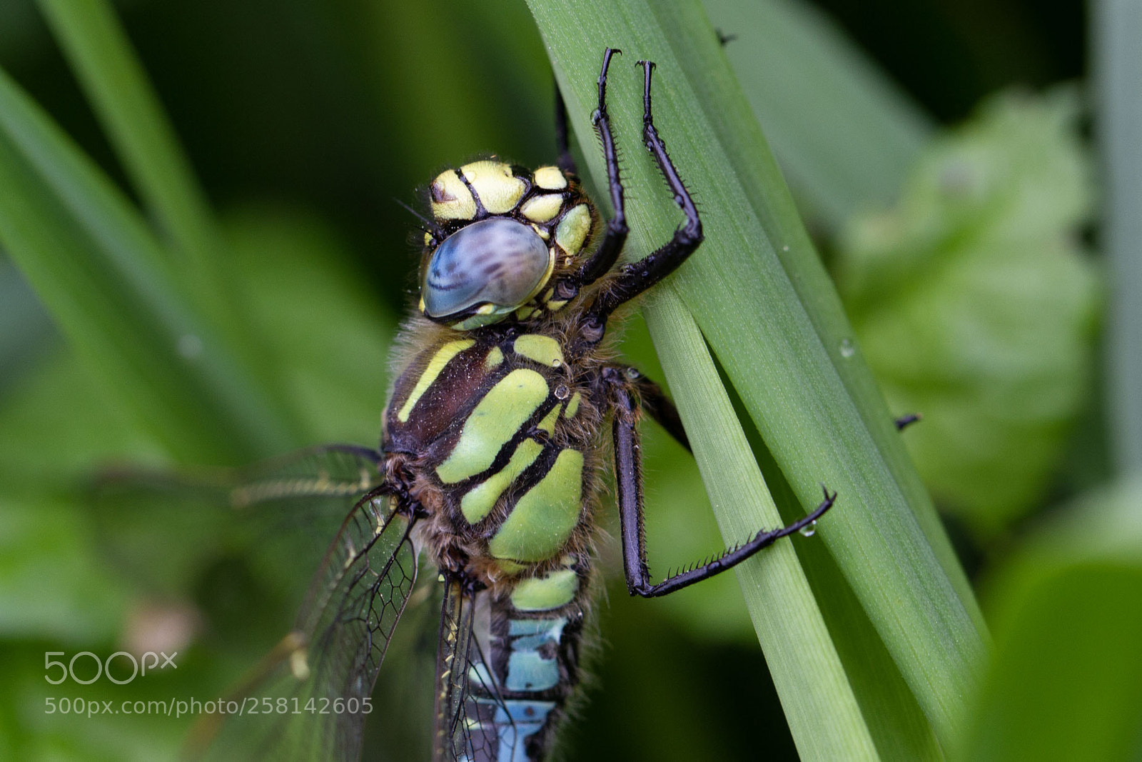 Canon EOS 7D sample photo. Glassnijder photography