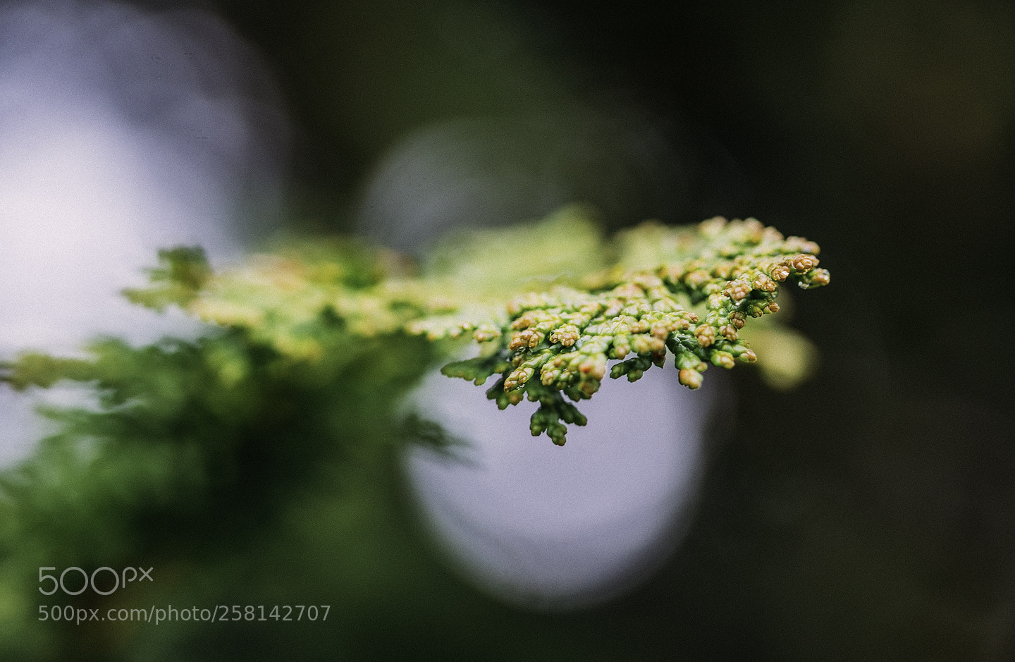 Nikon D600 sample photo. 180516 photography