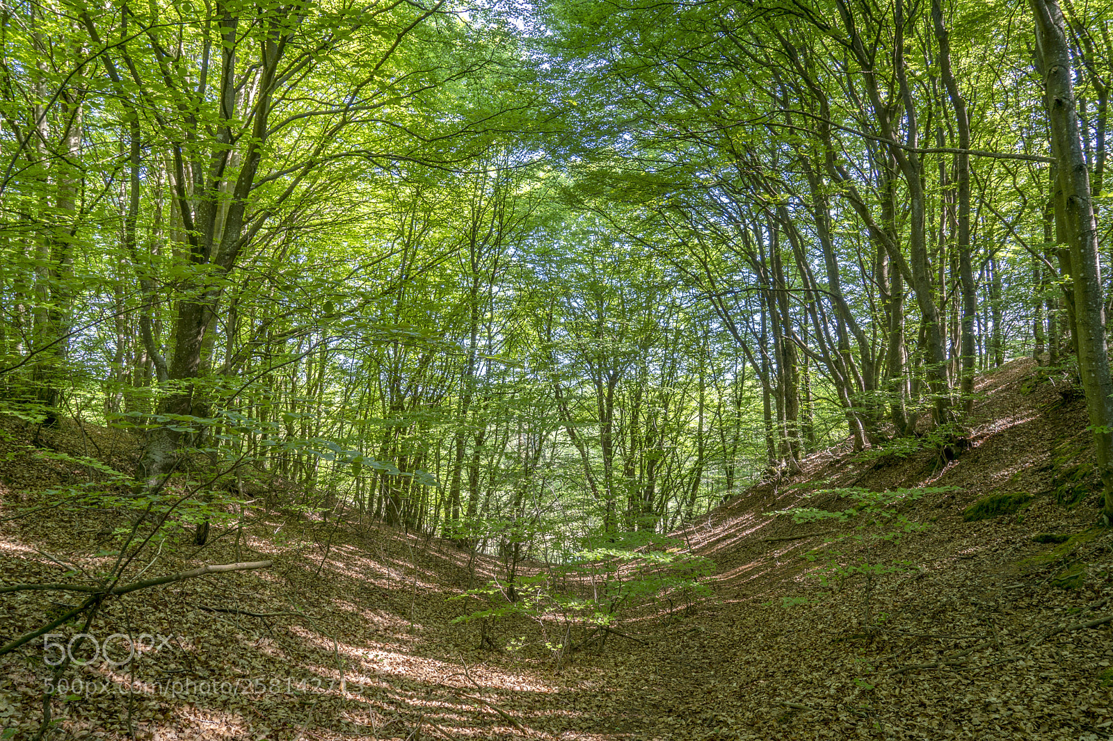 Sony a9 sample photo. Hammer bakker bøgeskov photography