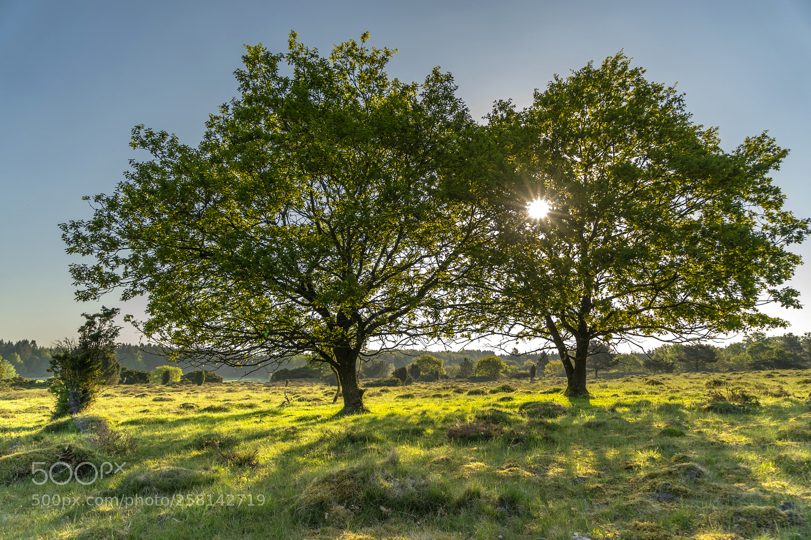 Sony a9 sample photo. Hammer bakker tr er photography