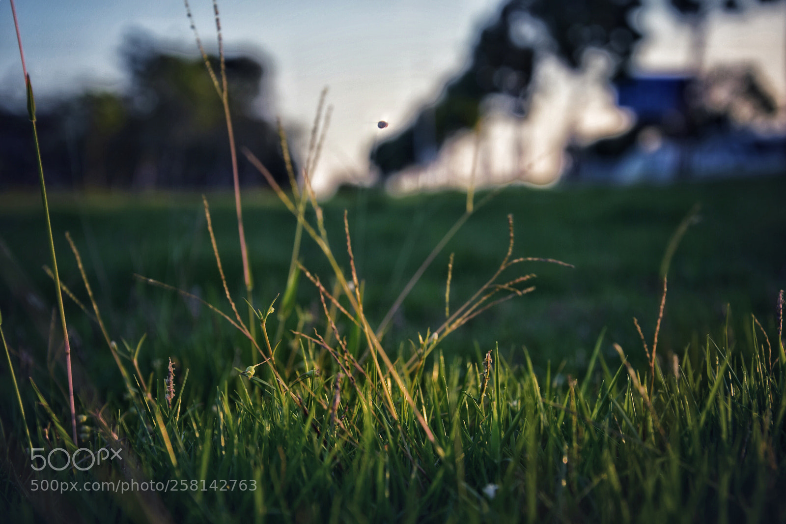 Nikon D5300 sample photo. Bee photography