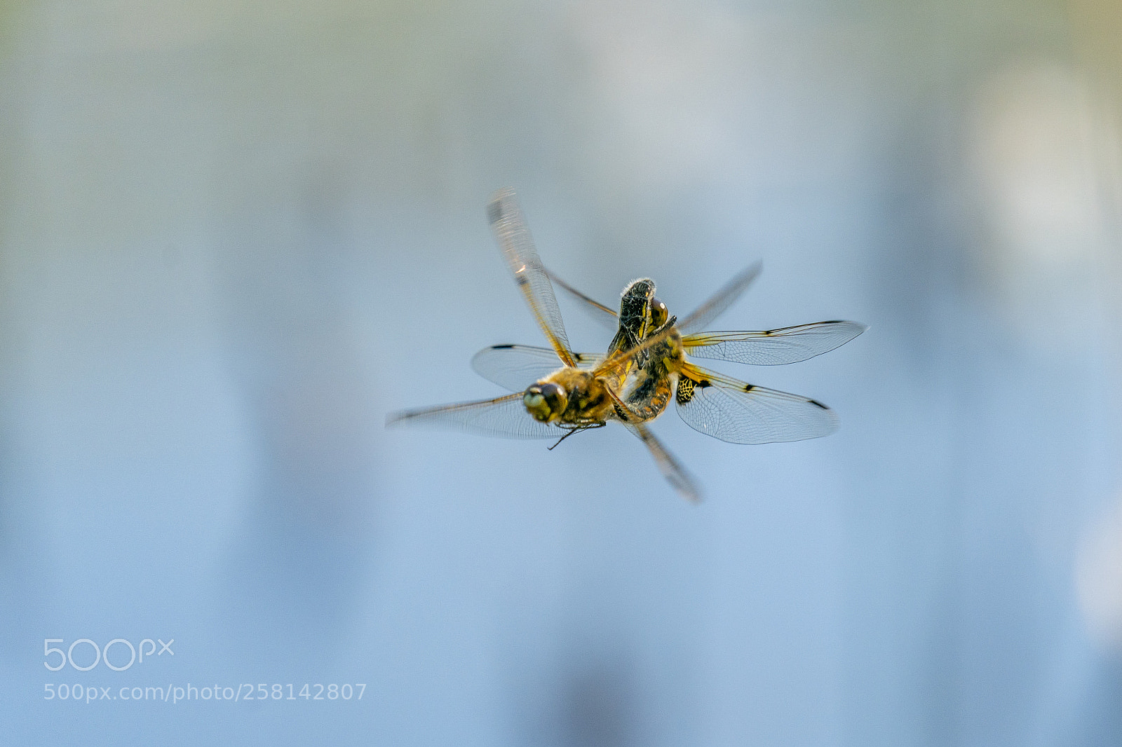 Sony a9 sample photo. Fireplettet libel, parring flyvende photography