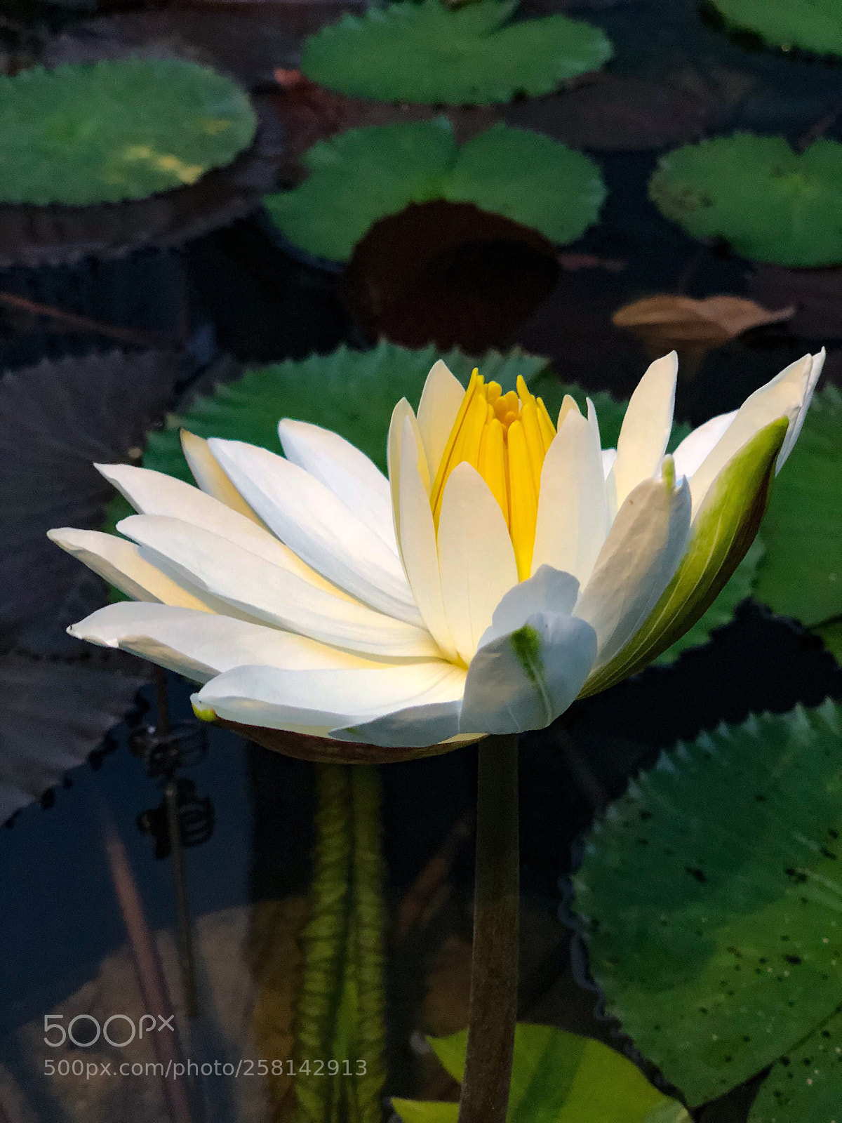 Apple iPhone X sample photo. Lotus in our condo  photography