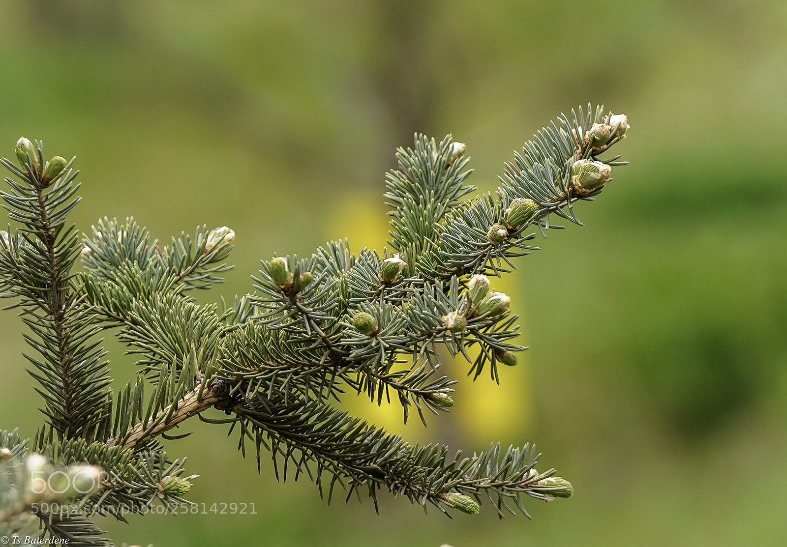 Sony a7R III sample photo. New.... photography