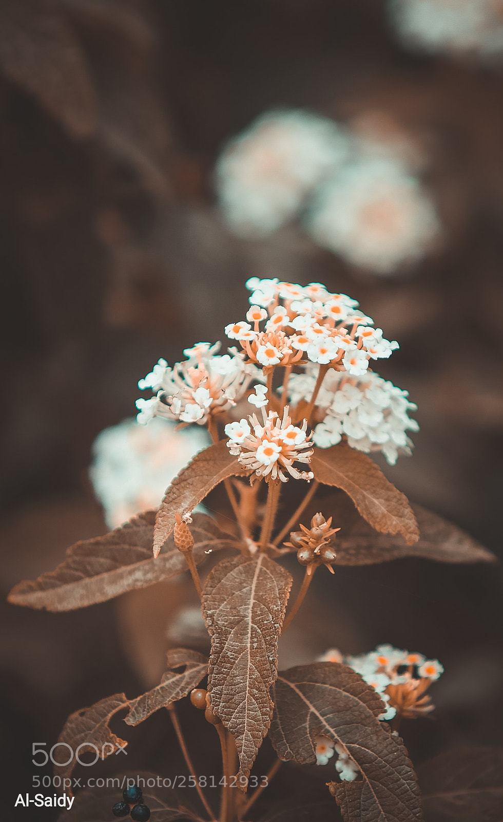 Canon EOS 6D sample photo. Untitled photography