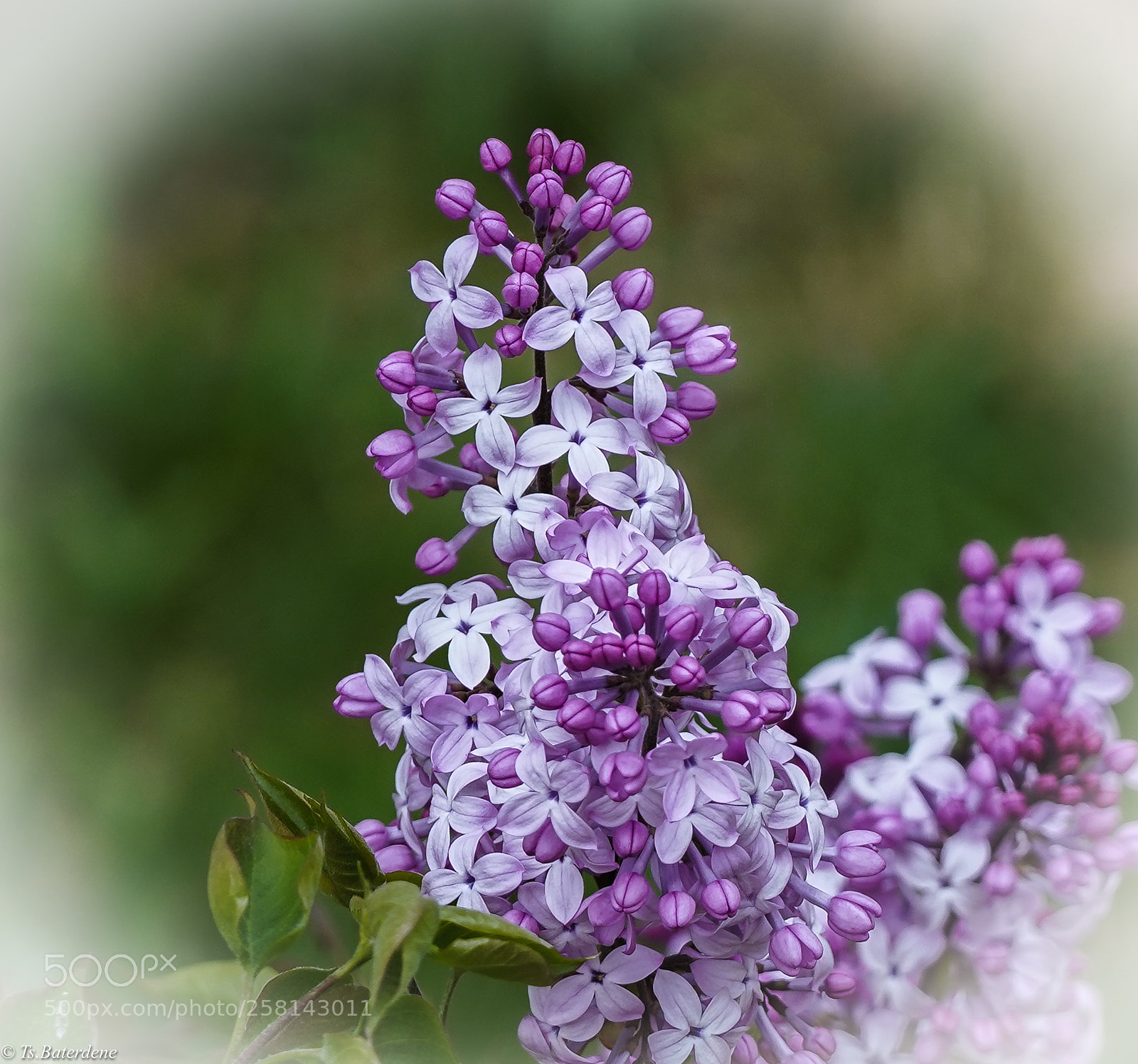 Sony a7R III sample photo. Untitled photography