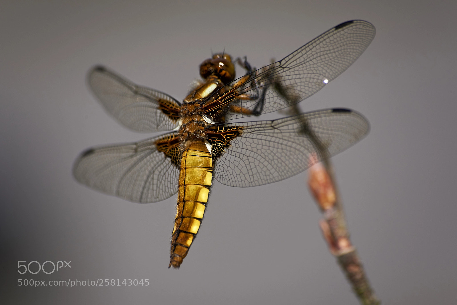 Nikon D750 sample photo. Dragonfly photography