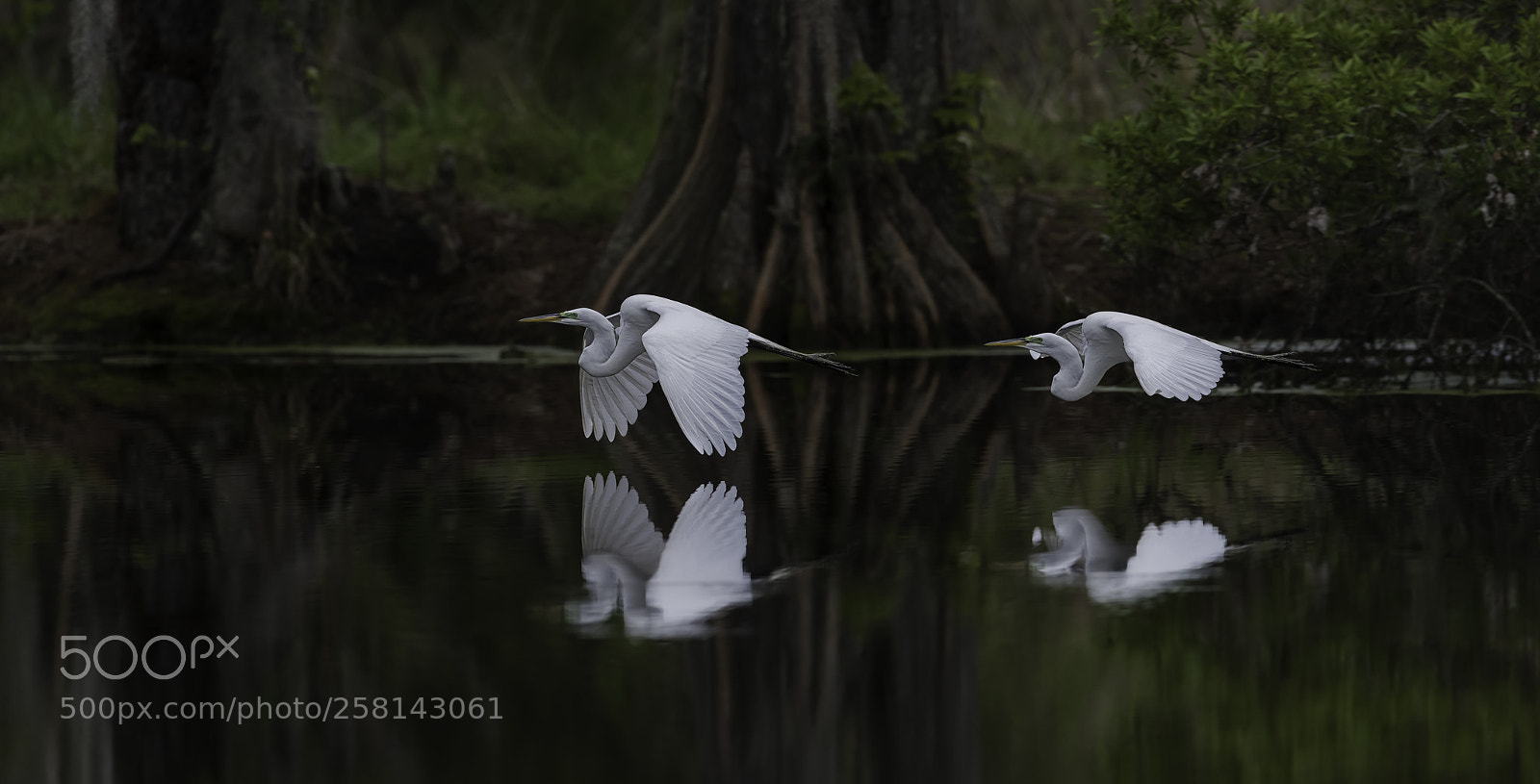 Nikon D850 sample photo. Flight of the egrets photography