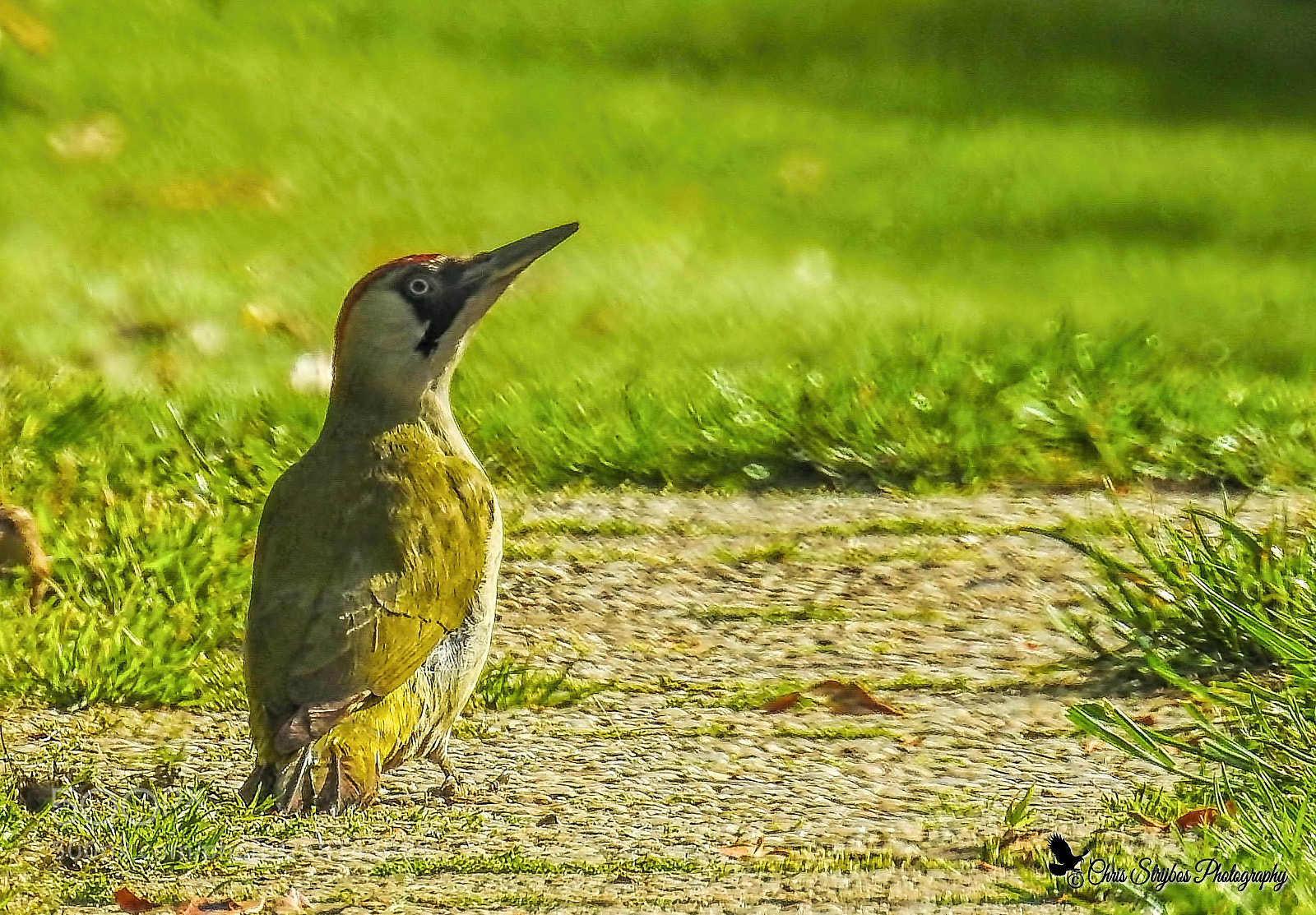 Nikon Coolpix P900 sample photo. Groene specht (green woodpecker) photography