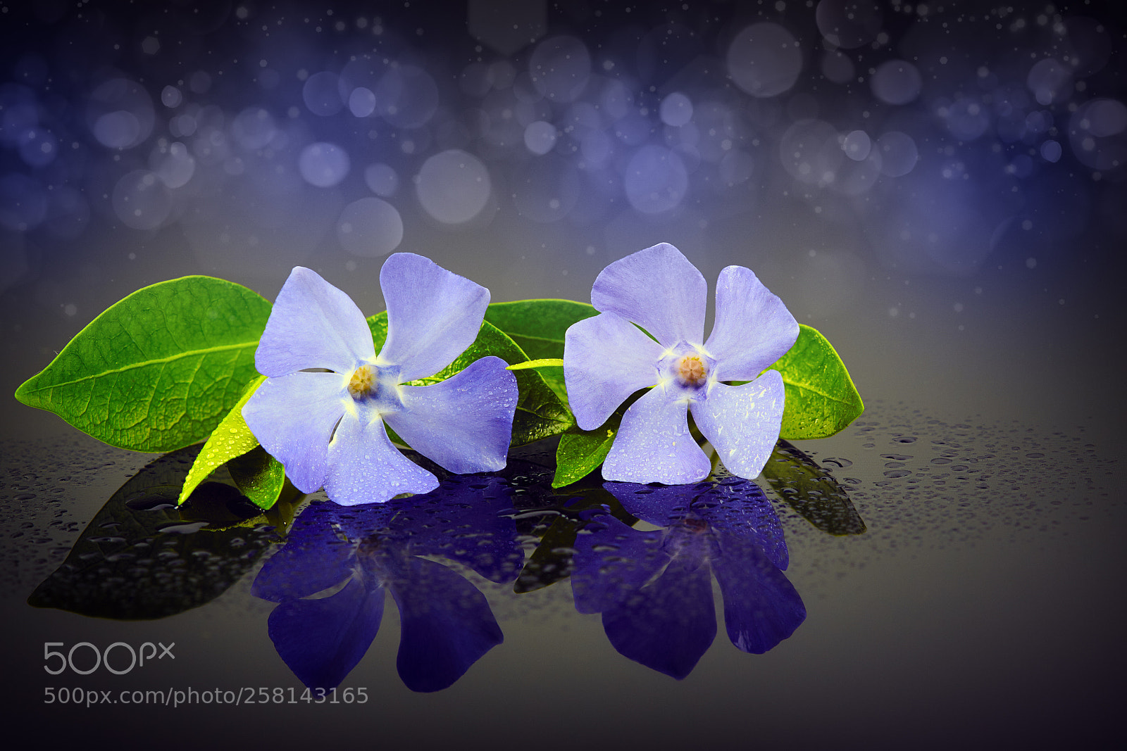 Canon EOS 50D sample photo. A flower is on photography