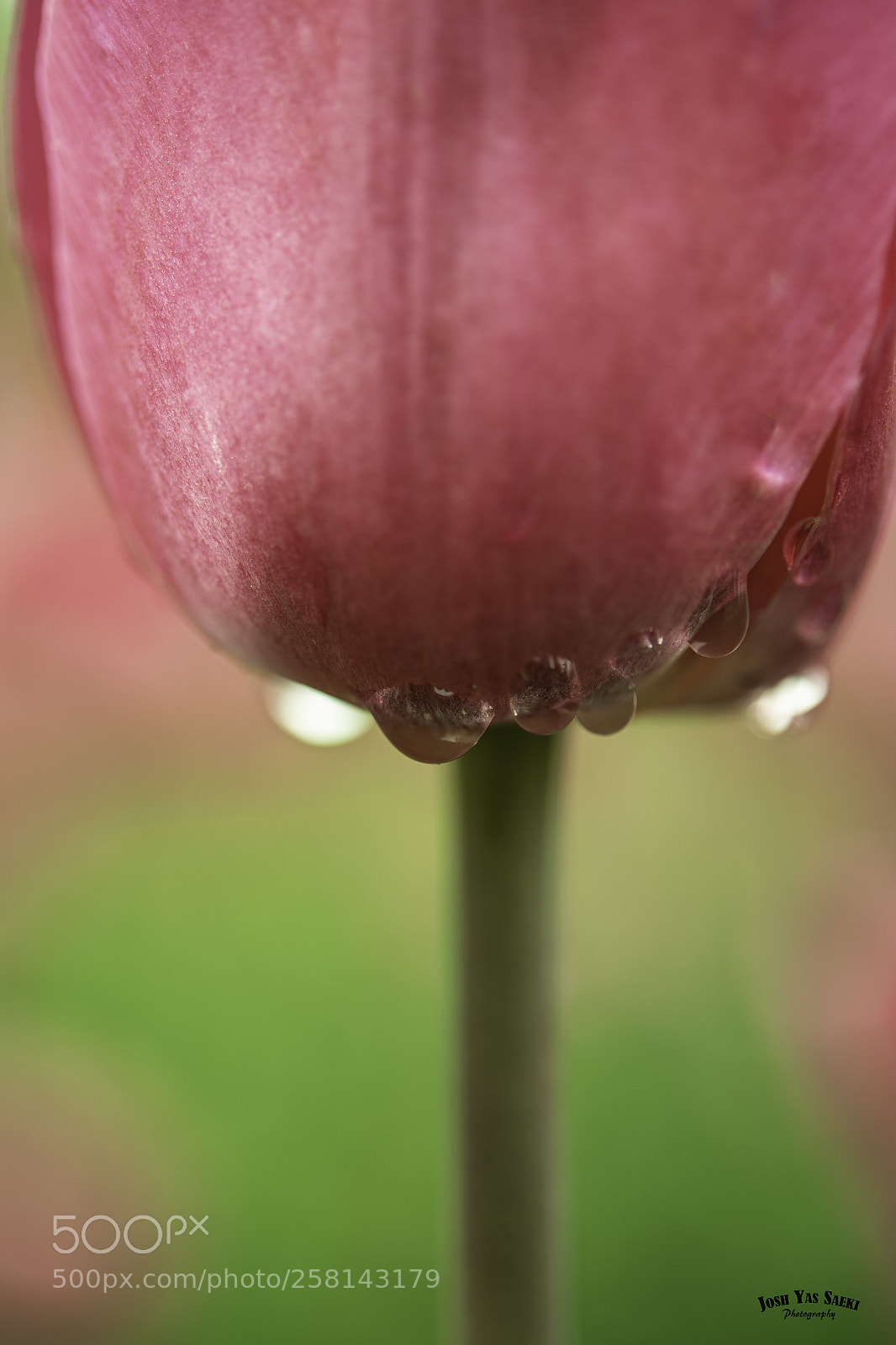 Nikon D750 sample photo. Crying tulip photography