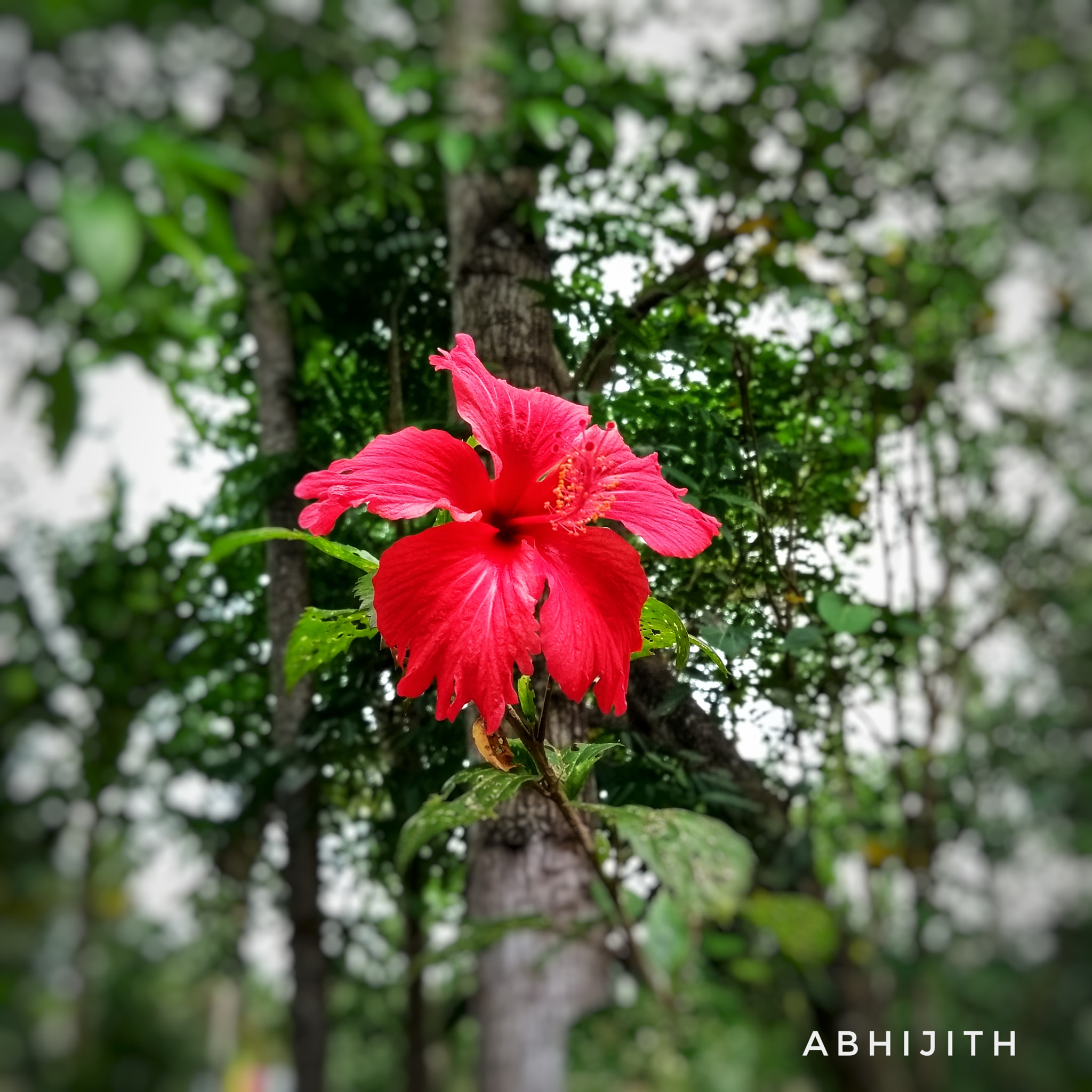 Motorola Moto G (5th Gen) sample photo