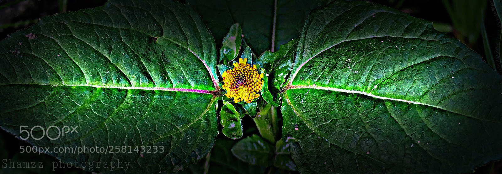 Apple iPhone 6s sample photo. Yellow  photography