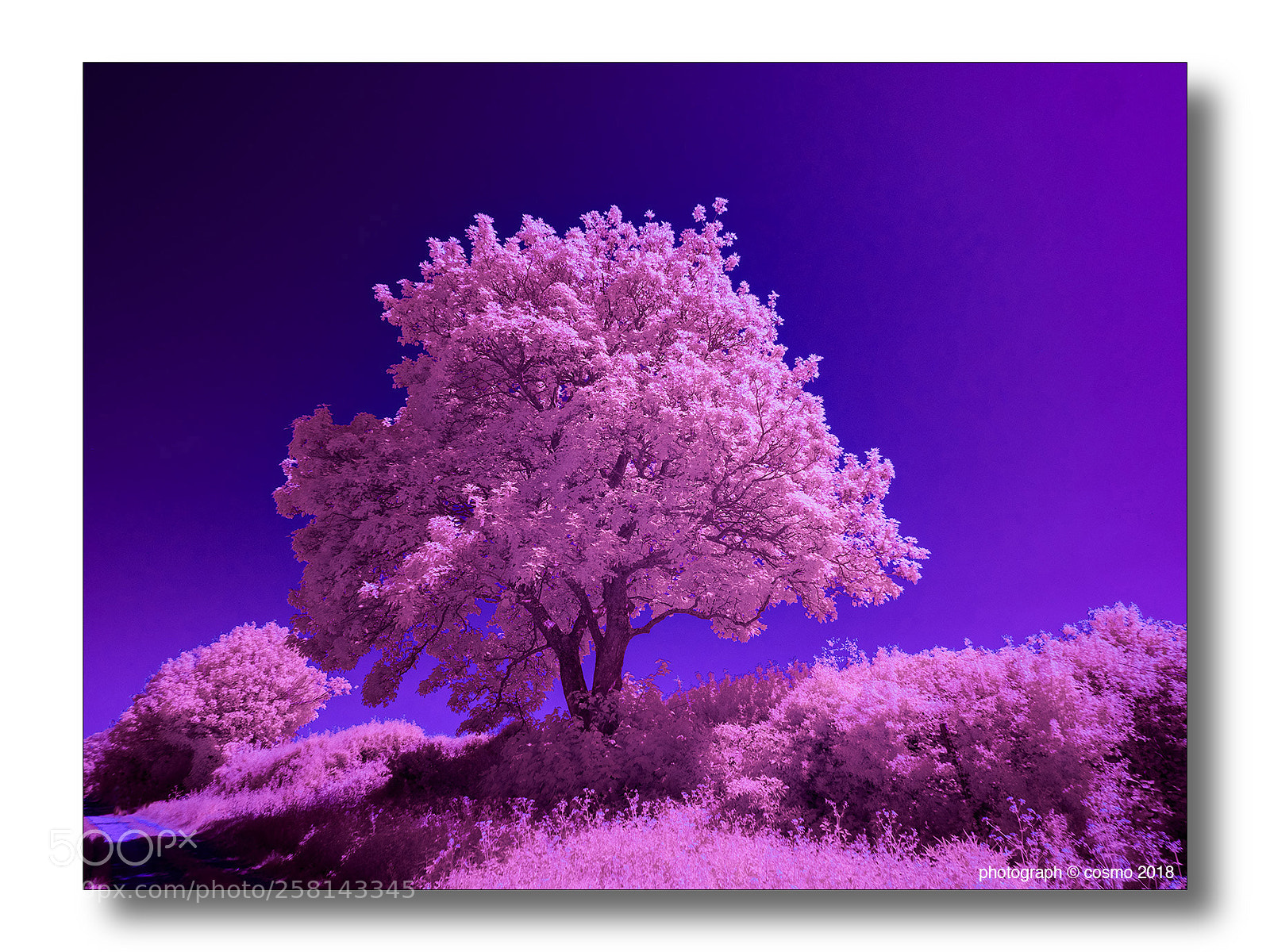 Panasonic Lumix DMC-GX8 sample photo. A tree grows in photography