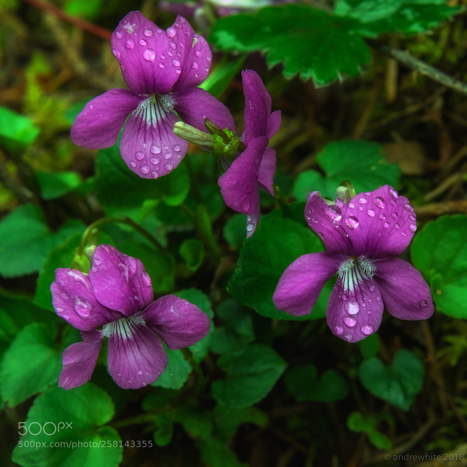Nikon D850 sample photo. Roadside violets photography