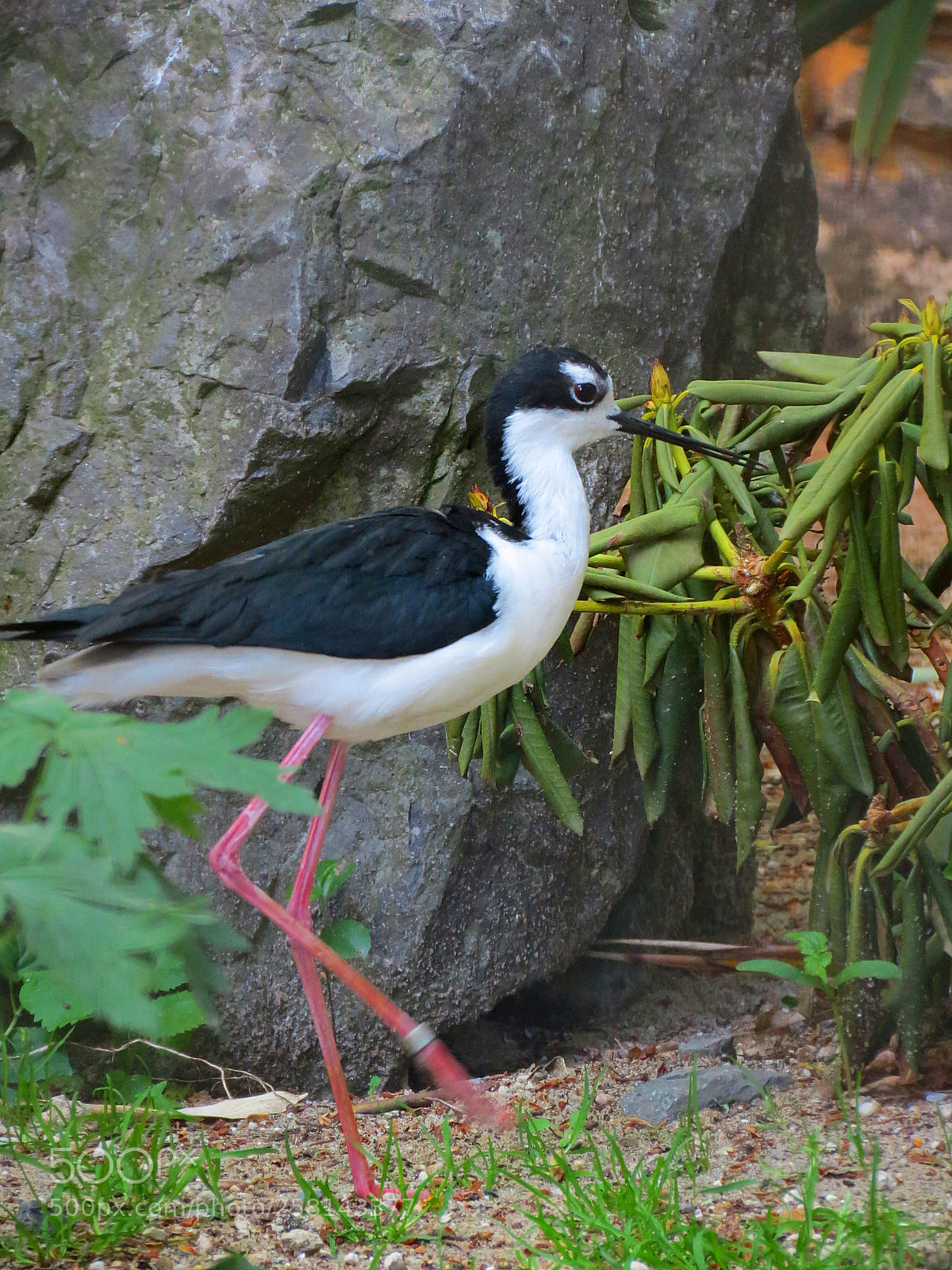 Canon PowerShot SX40 HS sample photo. Pairi daiza photography