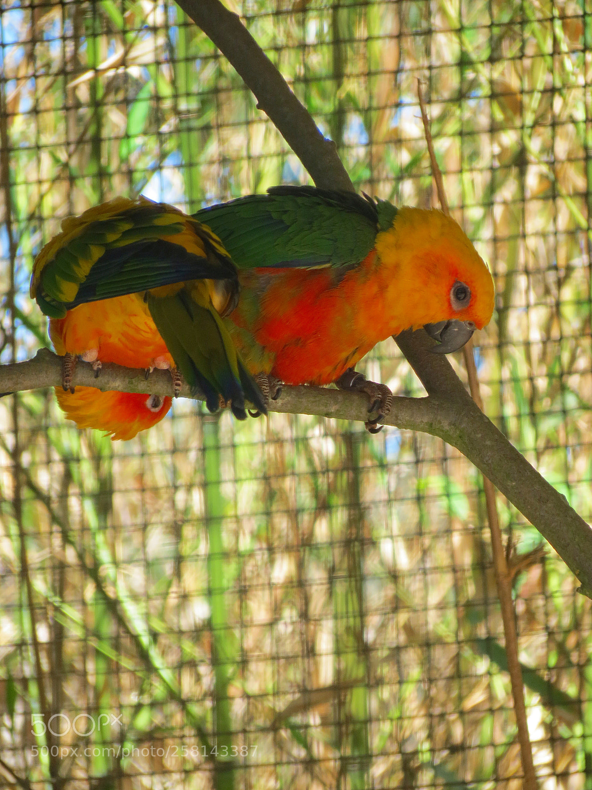 Canon PowerShot SX40 HS sample photo. Pairi daiza photography