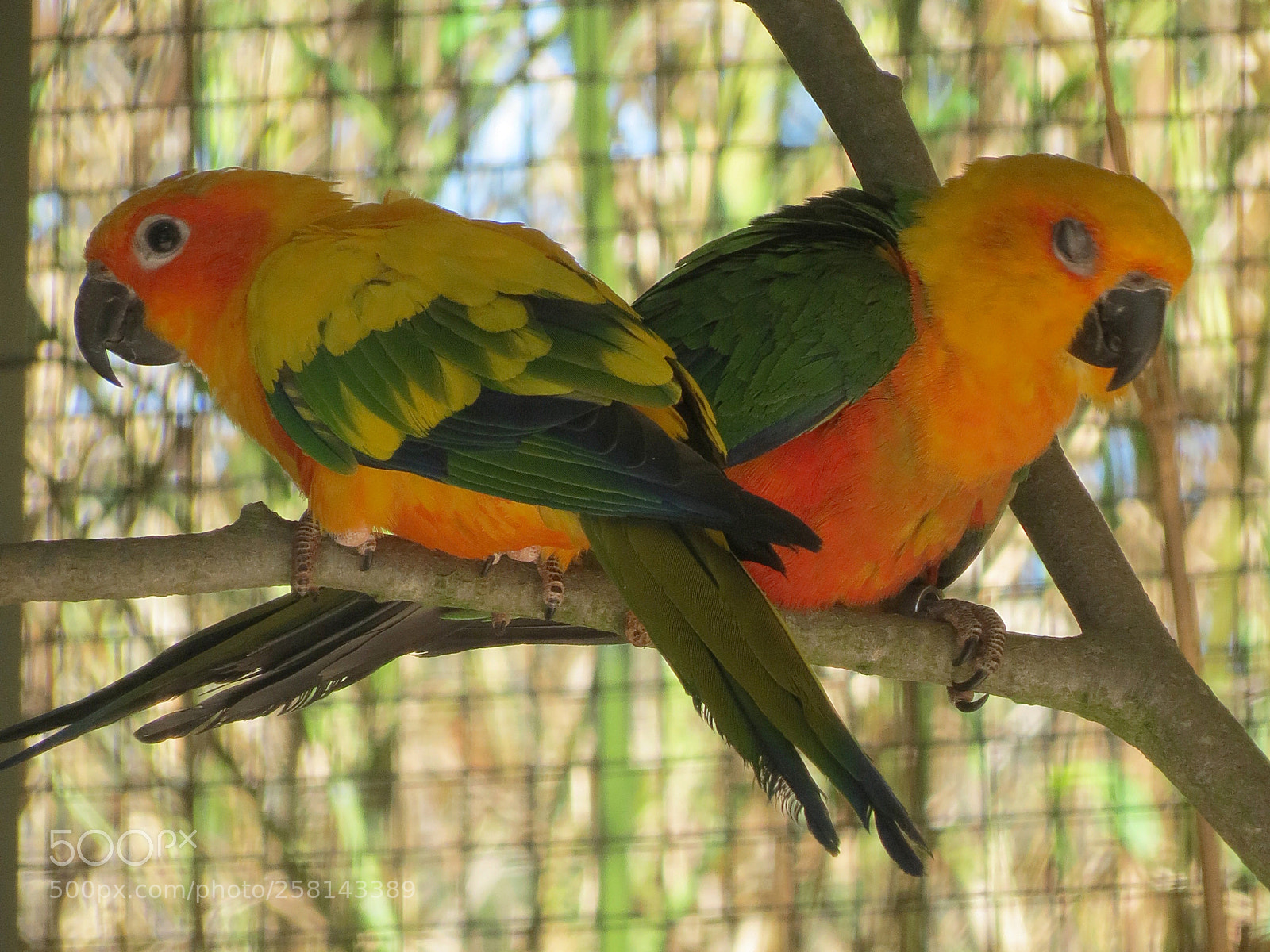 Canon PowerShot SX40 HS sample photo. Pairi daiza photography
