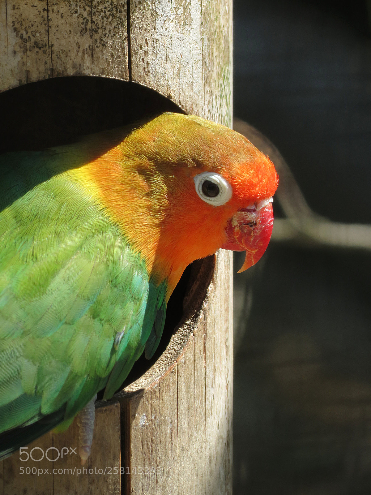 Canon PowerShot SX40 HS sample photo. Pairi daiza photography