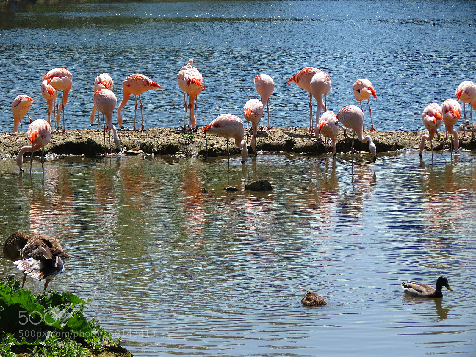 Canon PowerShot SX40 HS sample photo. Pairi daiza photography