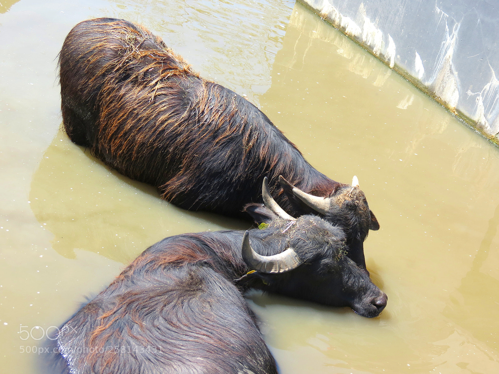Canon PowerShot SX40 HS sample photo. Pairi daiza photography
