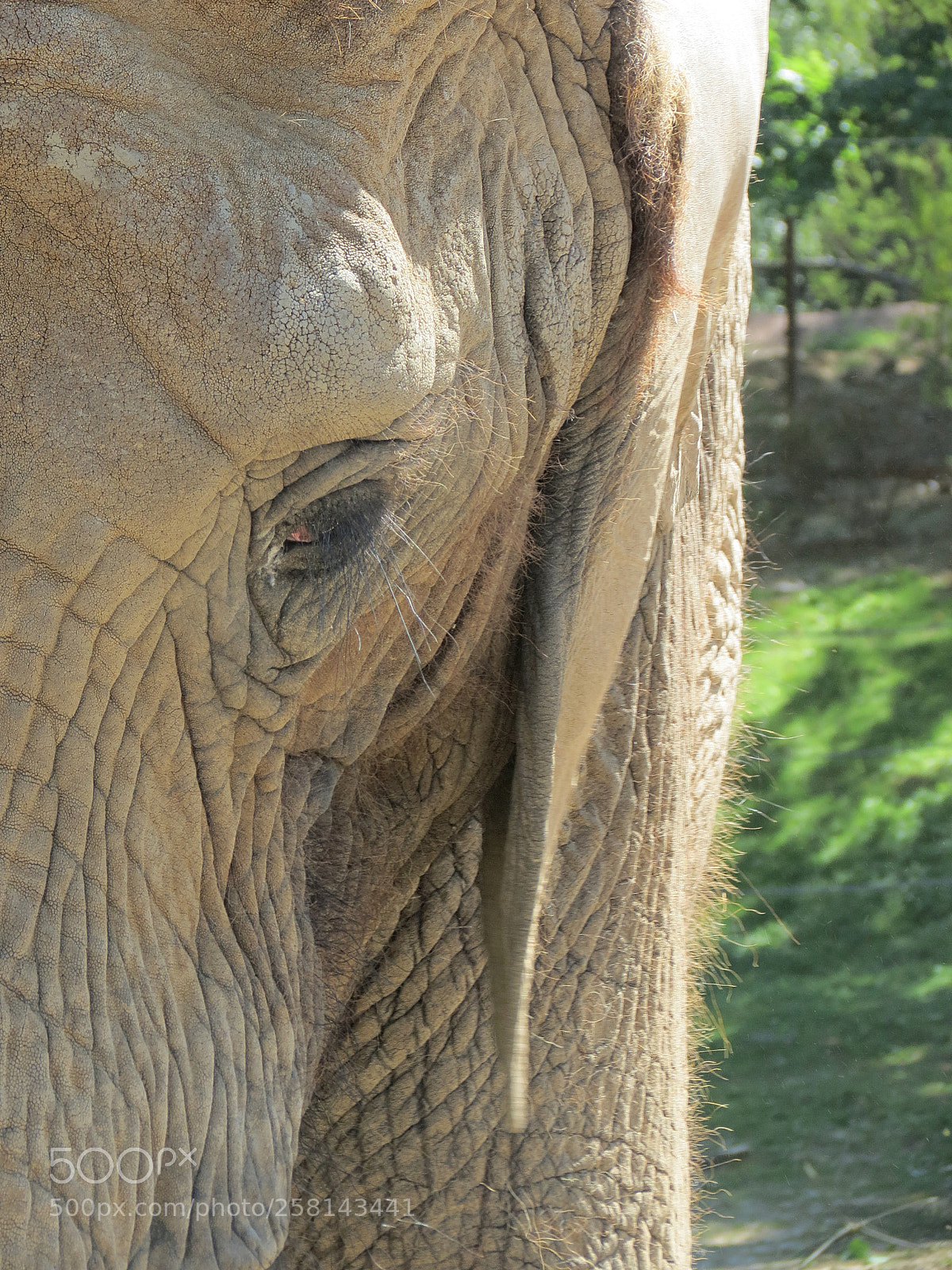 Canon PowerShot SX40 HS sample photo. Pairi daiza photography