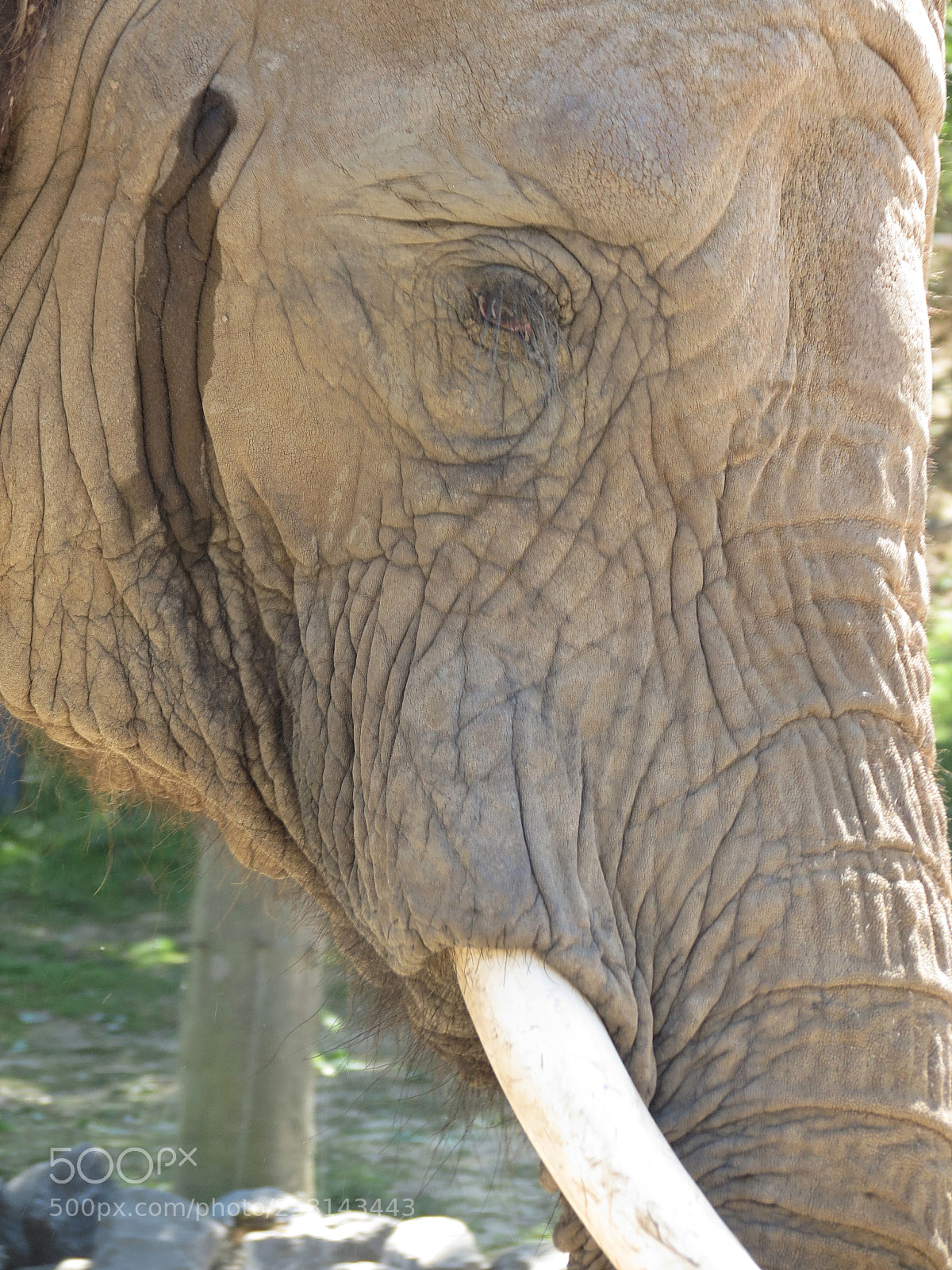 Canon PowerShot SX40 HS sample photo. Pairi daiza photography