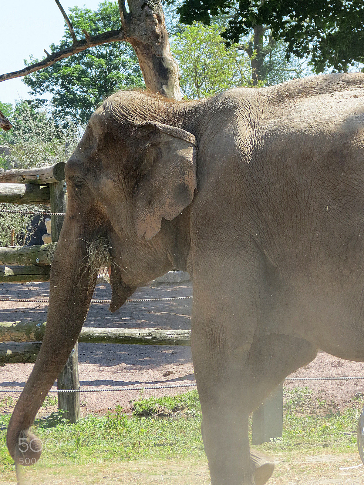 Canon PowerShot SX40 HS sample photo. Pairi daiza photography