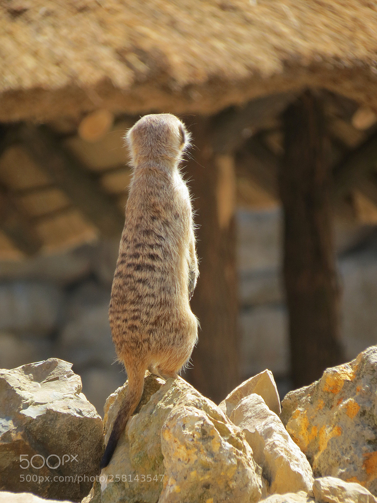 Canon PowerShot SX40 HS sample photo. Pairi daiza photography
