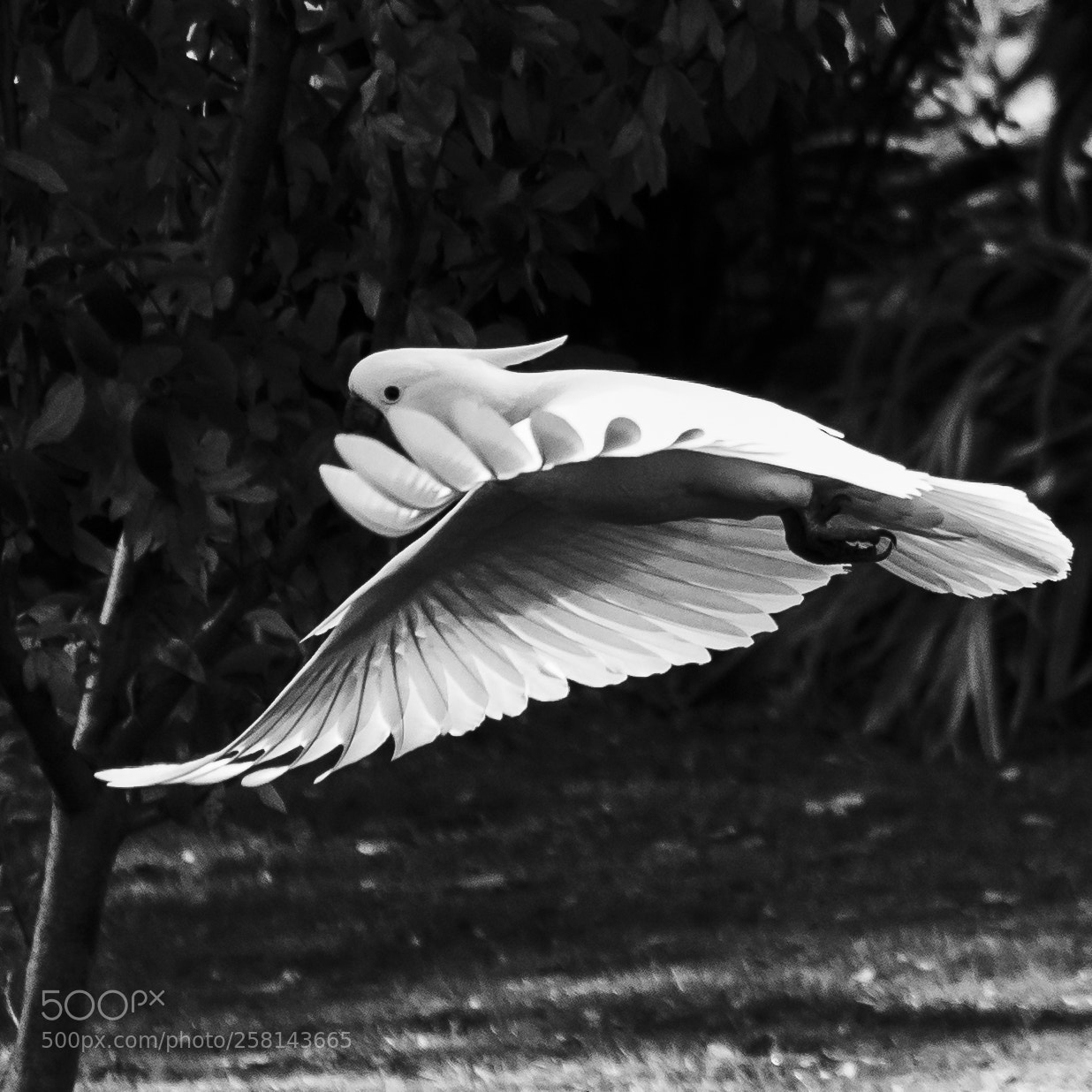 Nikon D750 sample photo. Catch the flight photography