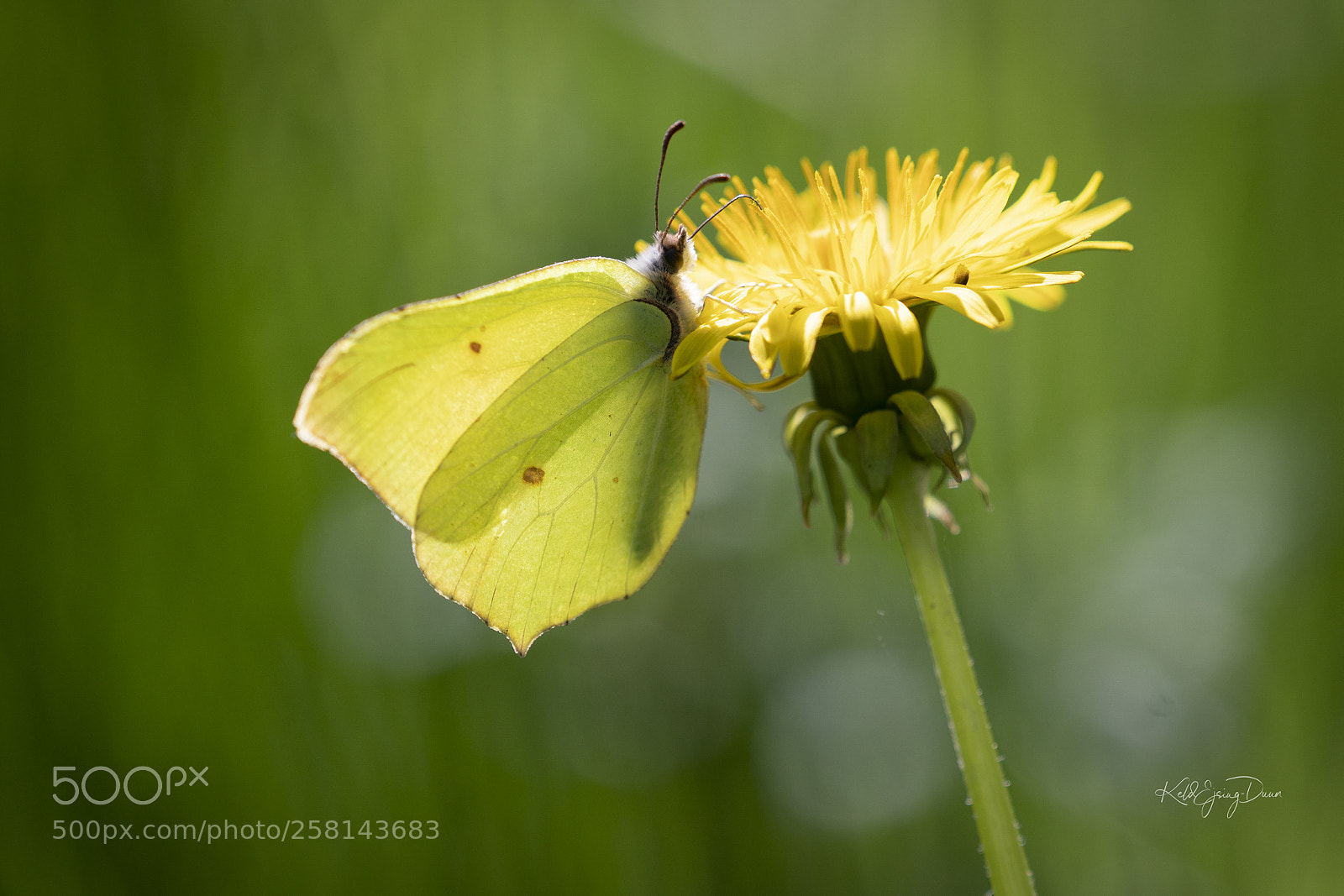 Sony a9 sample photo. Citronsommerfugl photography