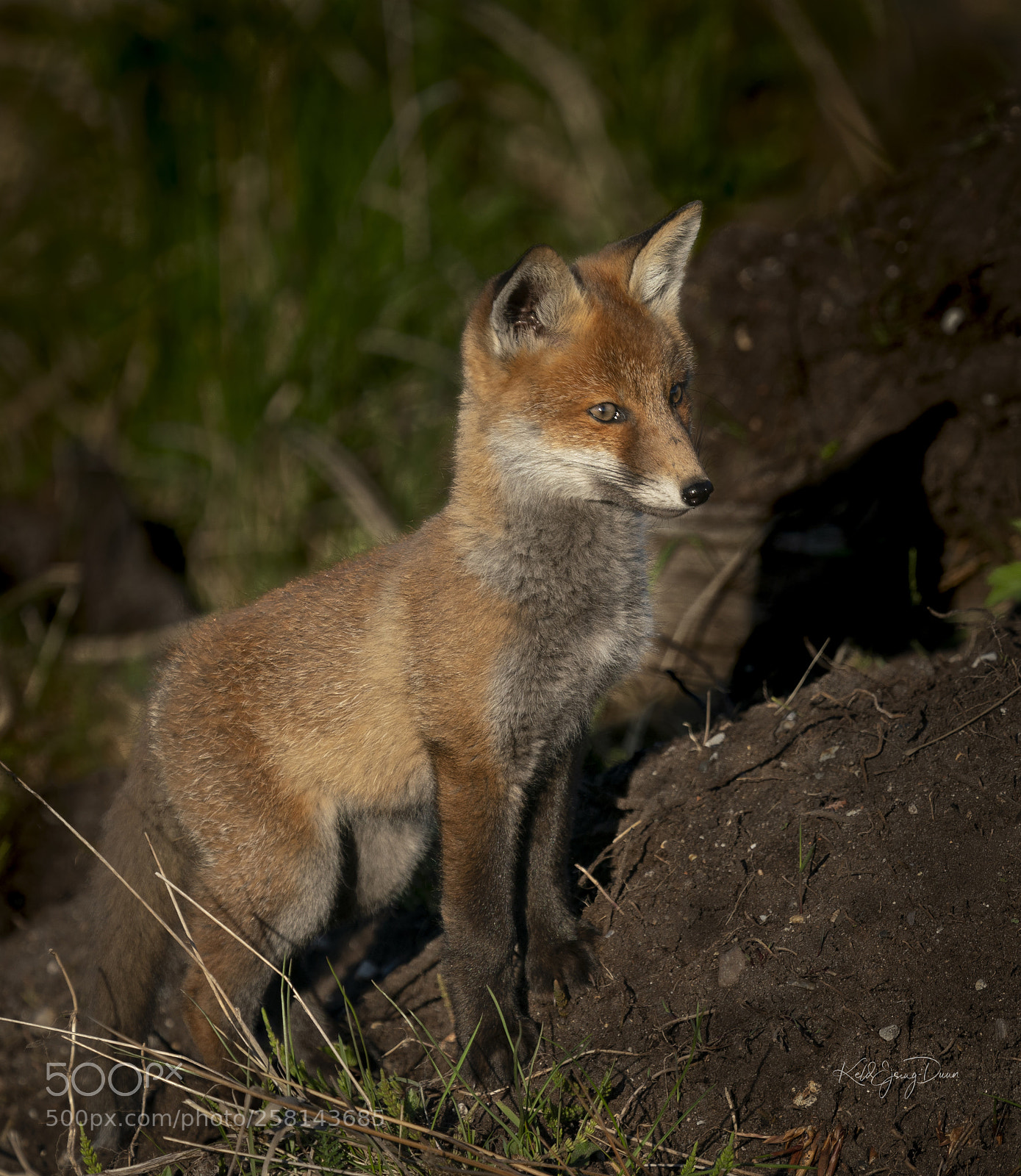 Sony a9 sample photo. Fox-1 photography