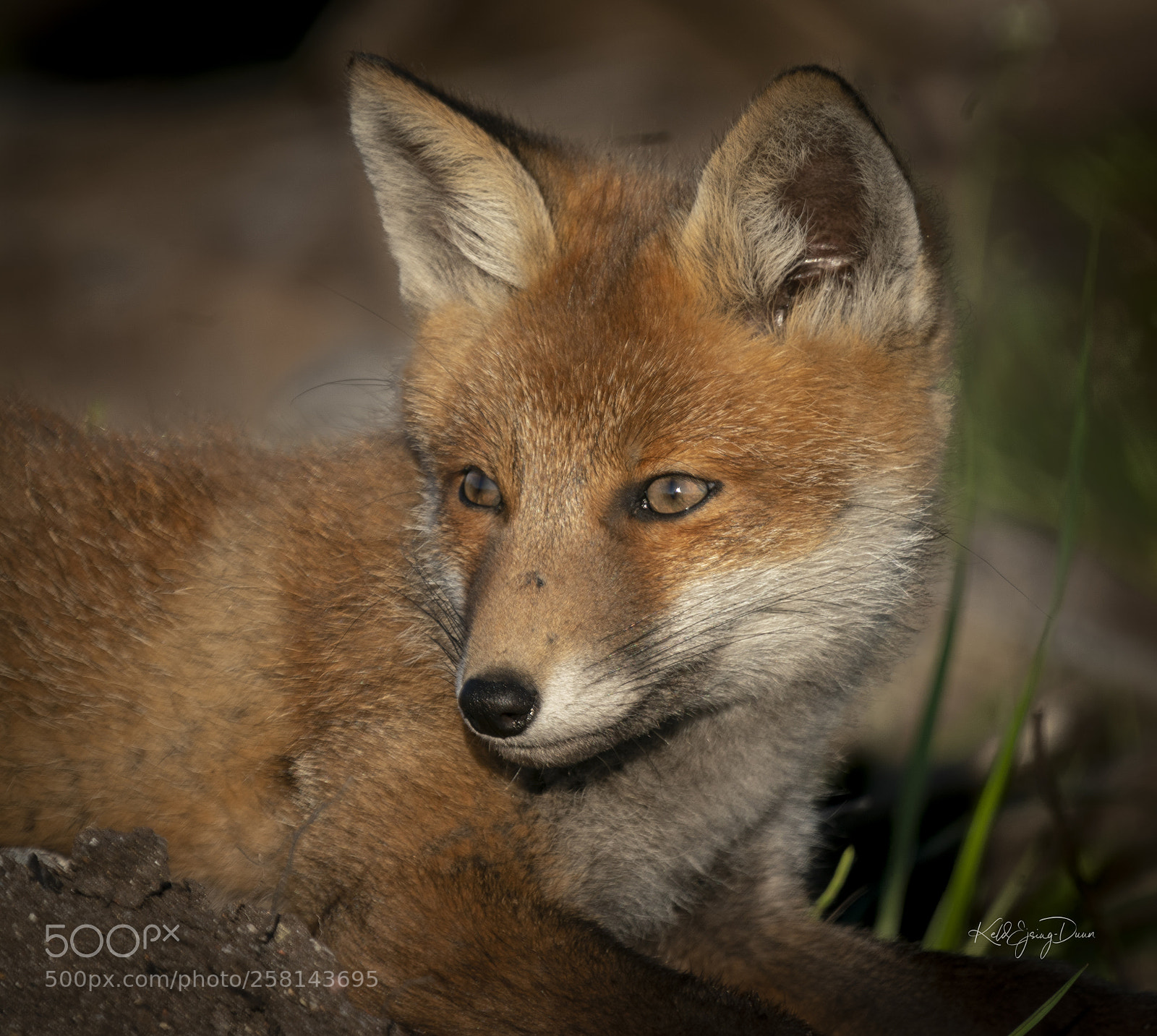 Sony a9 sample photo. Fox-3 photography