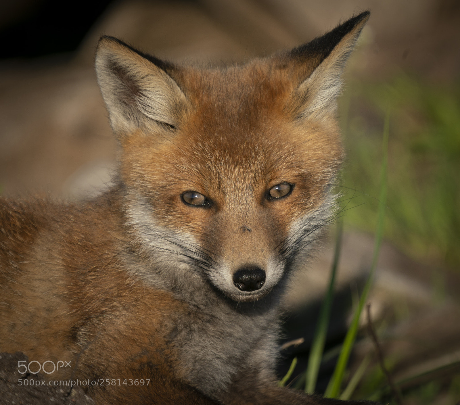 Sony a9 sample photo. Fox-2 photography