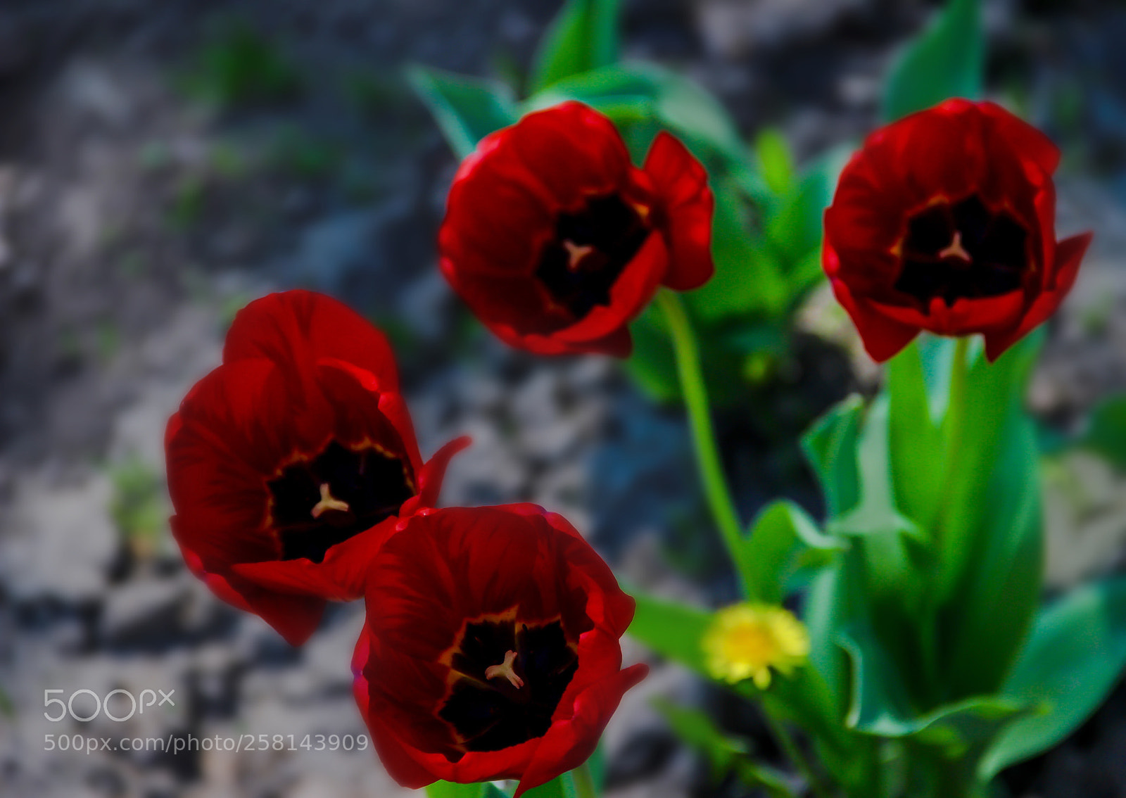 Canon EOS 600D (Rebel EOS T3i / EOS Kiss X5) sample photo. Red tulips  photography