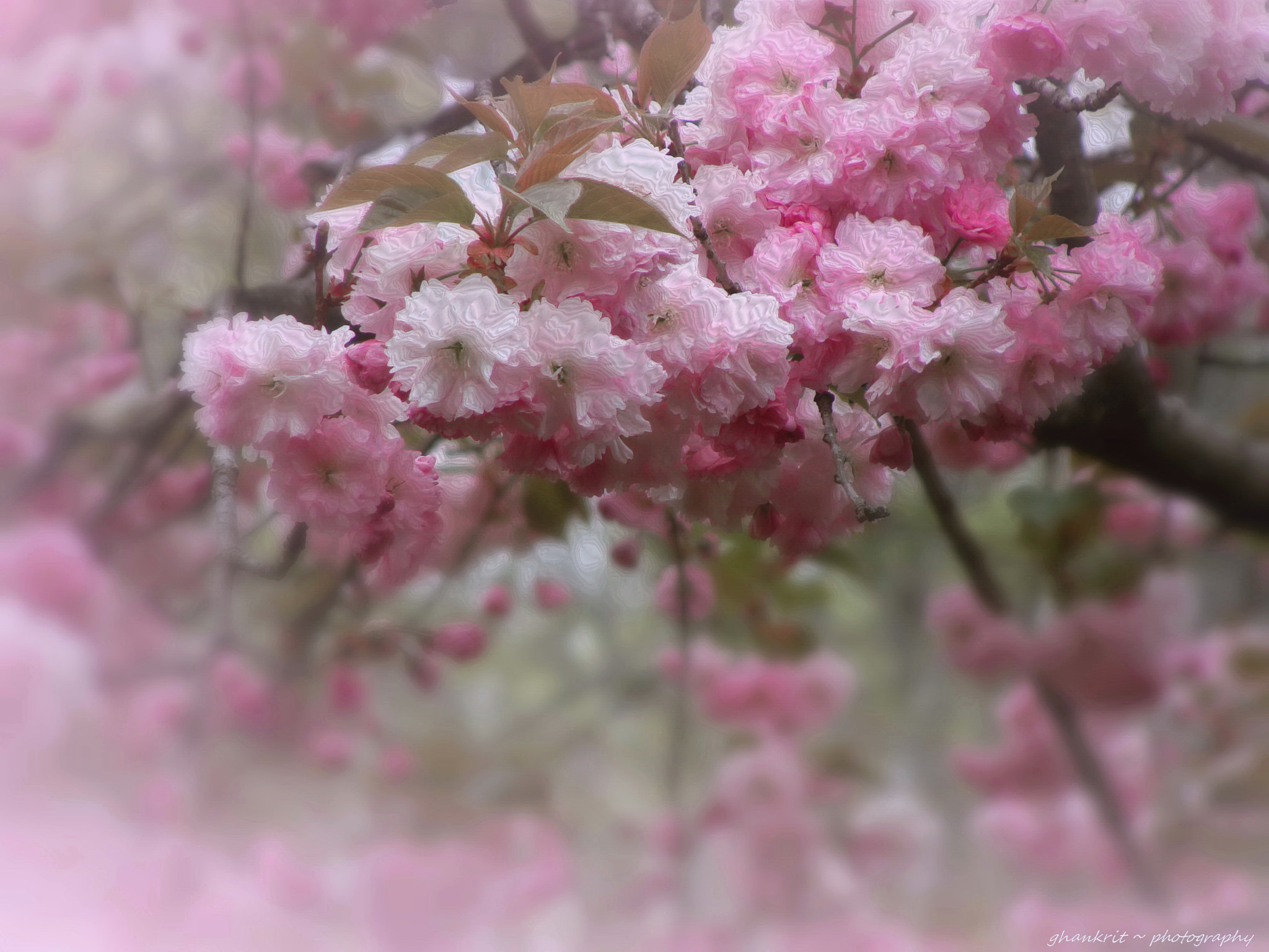 Sony Cyber-shot DSC-H10 sample photo. Dreams beauty.. photography