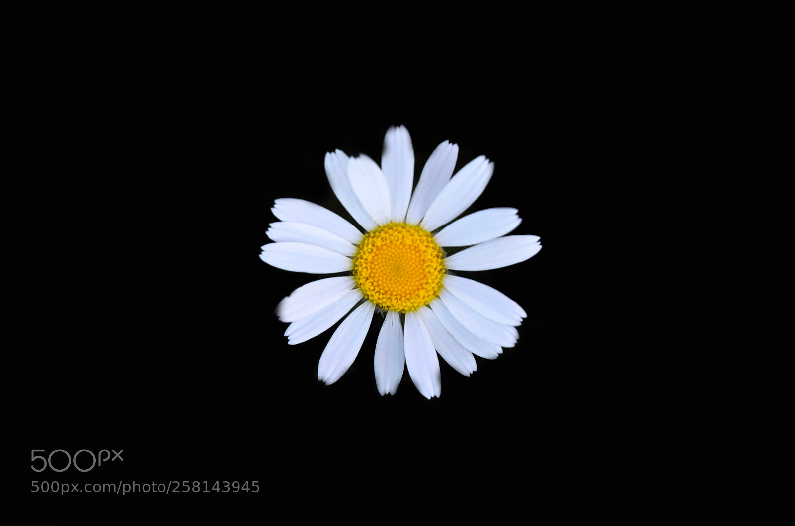 Nikon D5100 sample photo. Flower photography