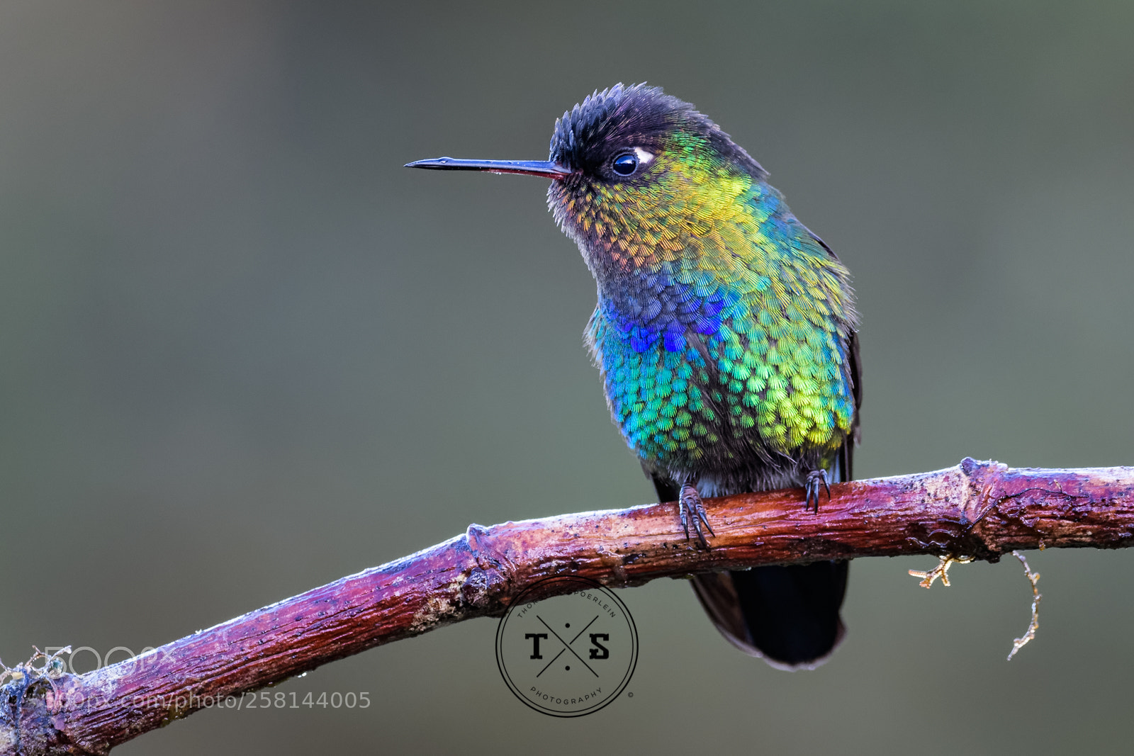 Nikon D500 sample photo. Fiery-throated hummingbird photography