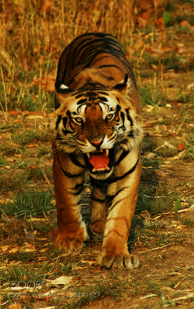 Nikon D200 sample photo. Roar photography