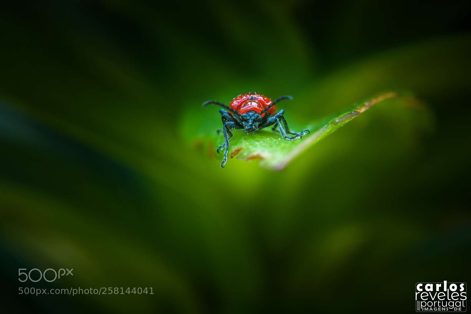 Nikon D5000 sample photo. Algures num jardim photography